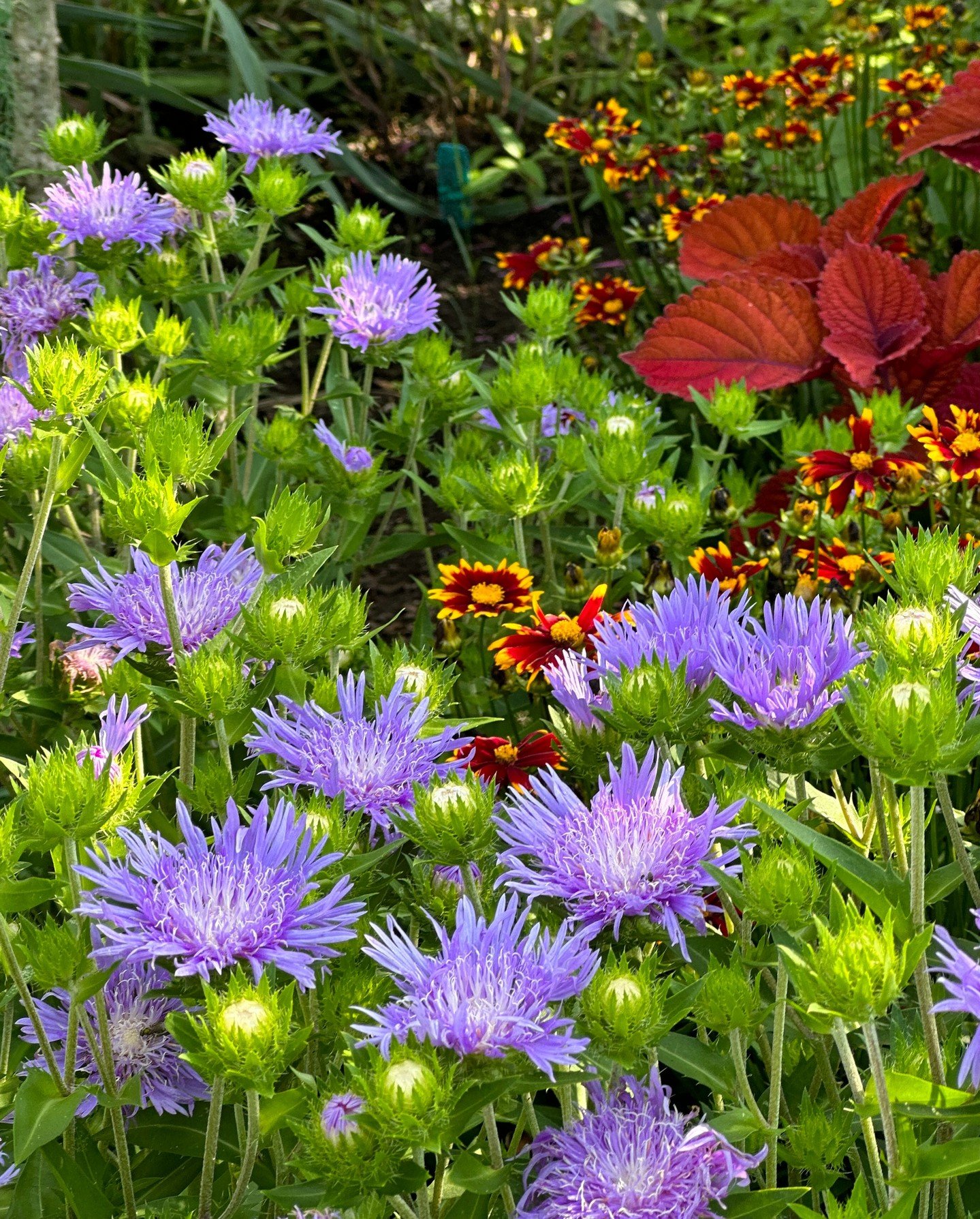 Deep in their roots, all flowers keep the light.
- Theodore Roethke
🦉⁠
Landscape Architecture: Ben Page @benpagelandscape⁠
.⁠
#landscapearchitecture #landscapearchitect #benpage #pagelandscape #gardendesign #landscapephotography #nashvillehome #nash