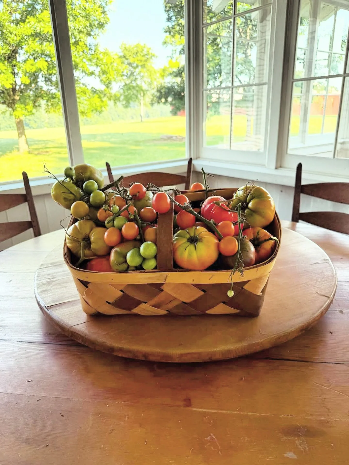 🍅🪏🌻Brookside Summer July 2025 has arrived&hellip;

To see new photos of Brookside Farm - Summer 2025, go to the LINK in profile. 

@elizabethrpage 
@benpagelandscape 

#tomato #tomatotomato 
#gilescounty #heritage #tennesseefarm 
#benpagelandscape