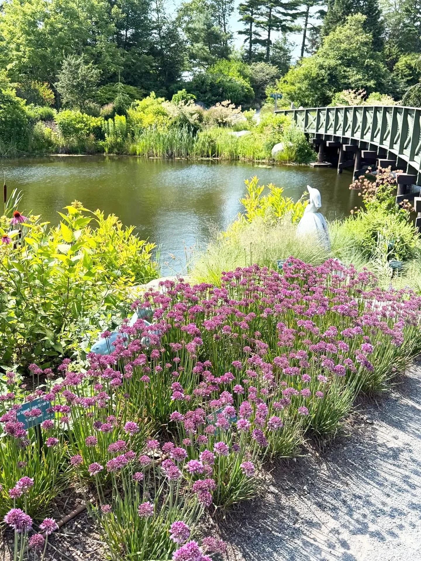 Coastal Maine Botanical Gardens in Boothbay Harbor is always such a joy to see. Full blown summer glory!!

@elizabethrpage 
@coastalmainebotanicalgardens 

#boothbayharbor #coastalmainebotanicalgardens