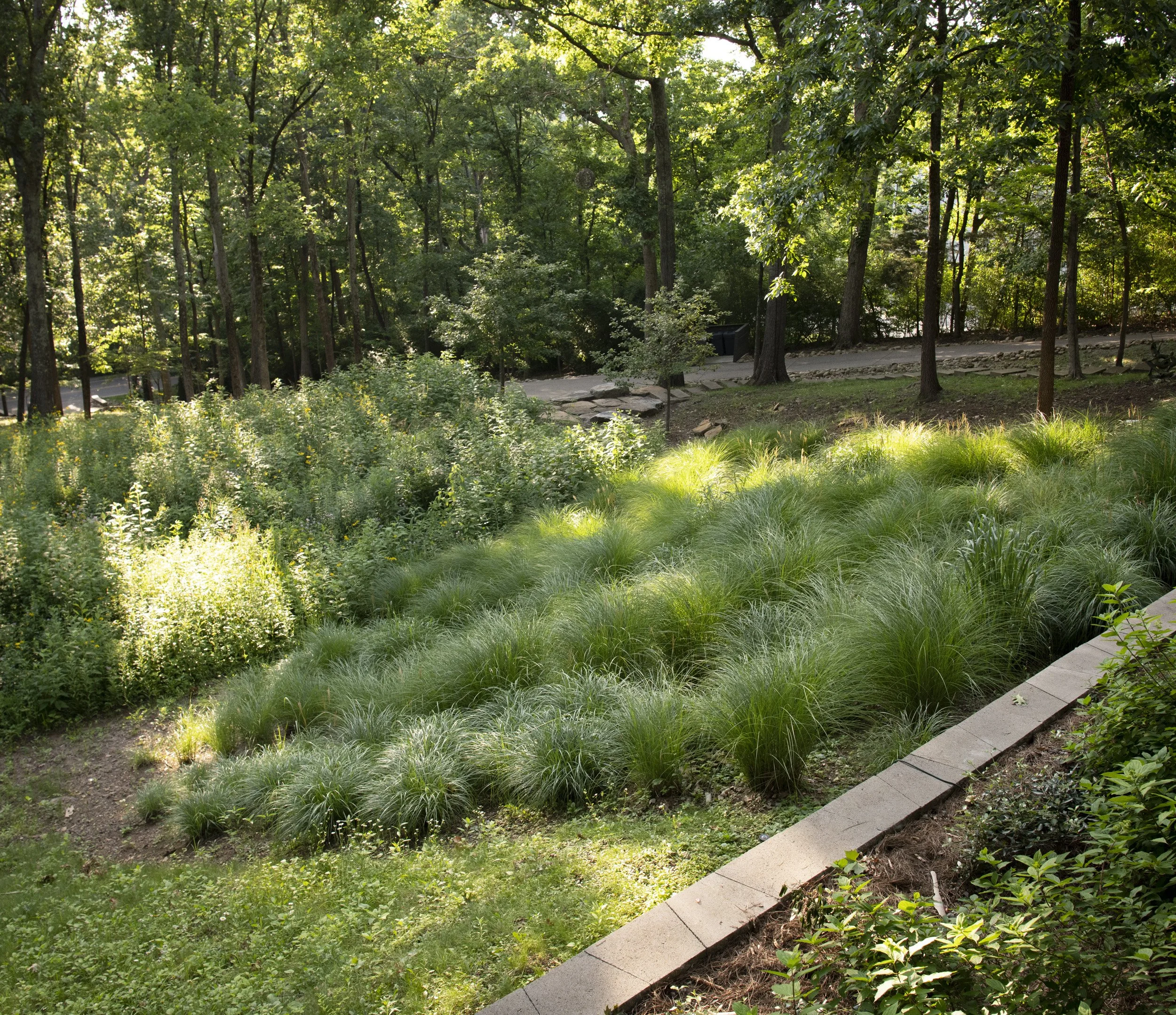 Page Landscape Crater Hill:Sylvan Reed Brown July 202615.jpg