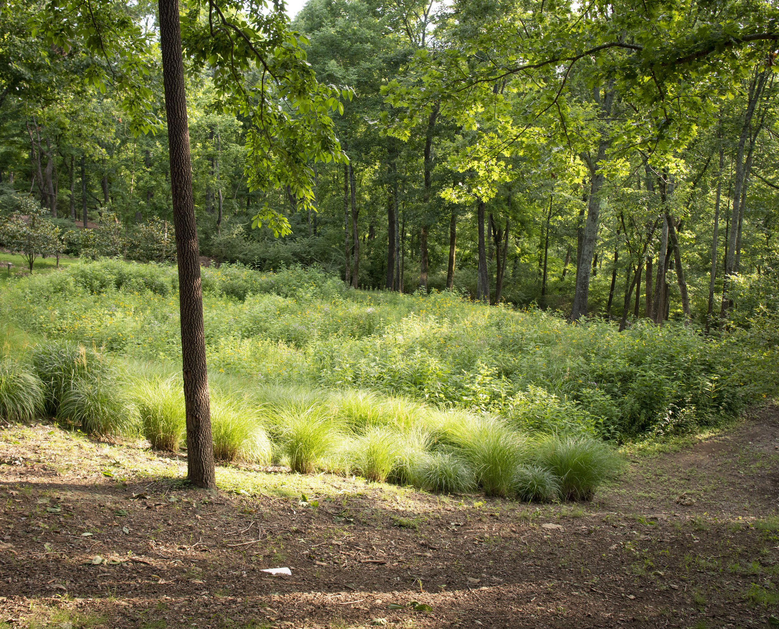 Page Landscape Crater Hill:Sylvan Reed Brown July 20261.jpg