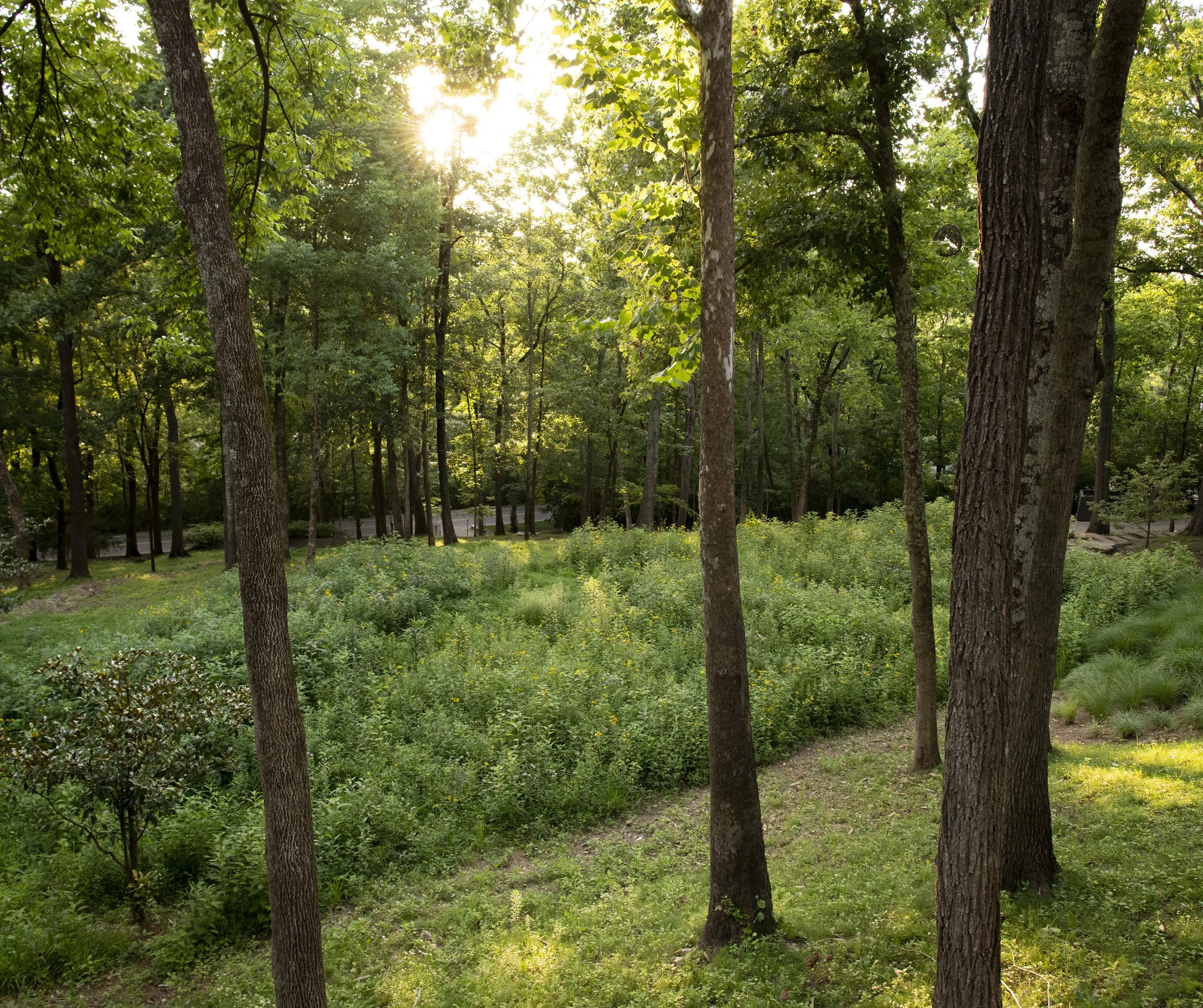 Page Landscape Crater Hill:Sylvan Reed Brown July 202641.jpg