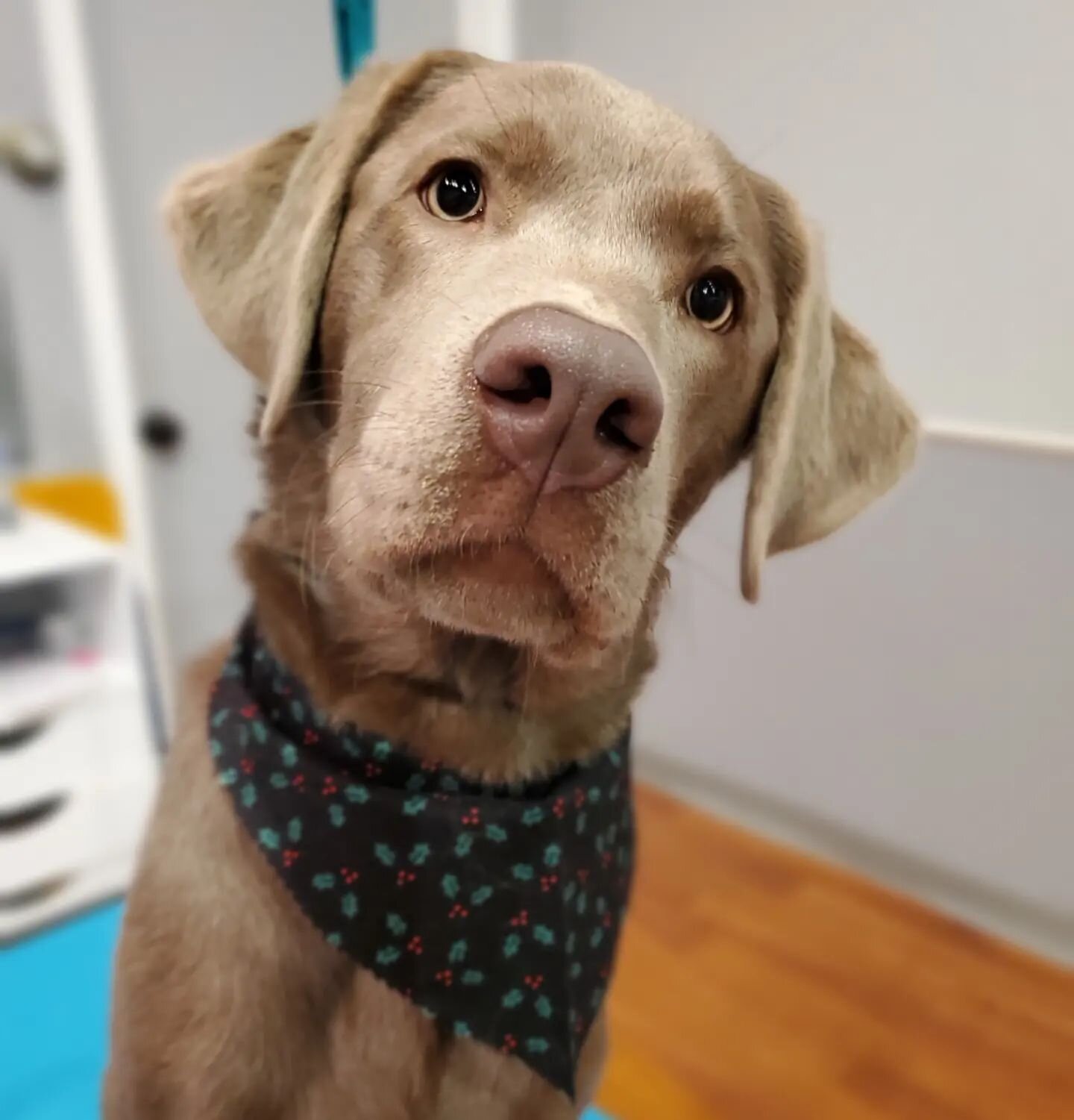 Doesn't this cutie have the most boopable nose?!?

#silverlab #boop #boopthenose #everypupshouldbealittlefoxier #stayfoxy #foxydogs #foxydogsmpls