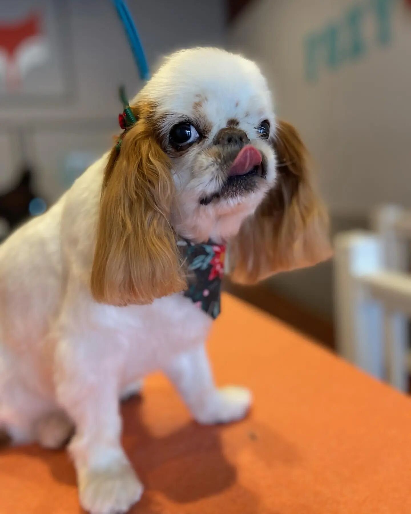 Little Madde loves her monthly spa day
#toyspaniel #holidaybows #spaday #pamperedpup  #everypupshouldbealittlefoxier #stayfoxy #foxydogs #foxydogsmpls