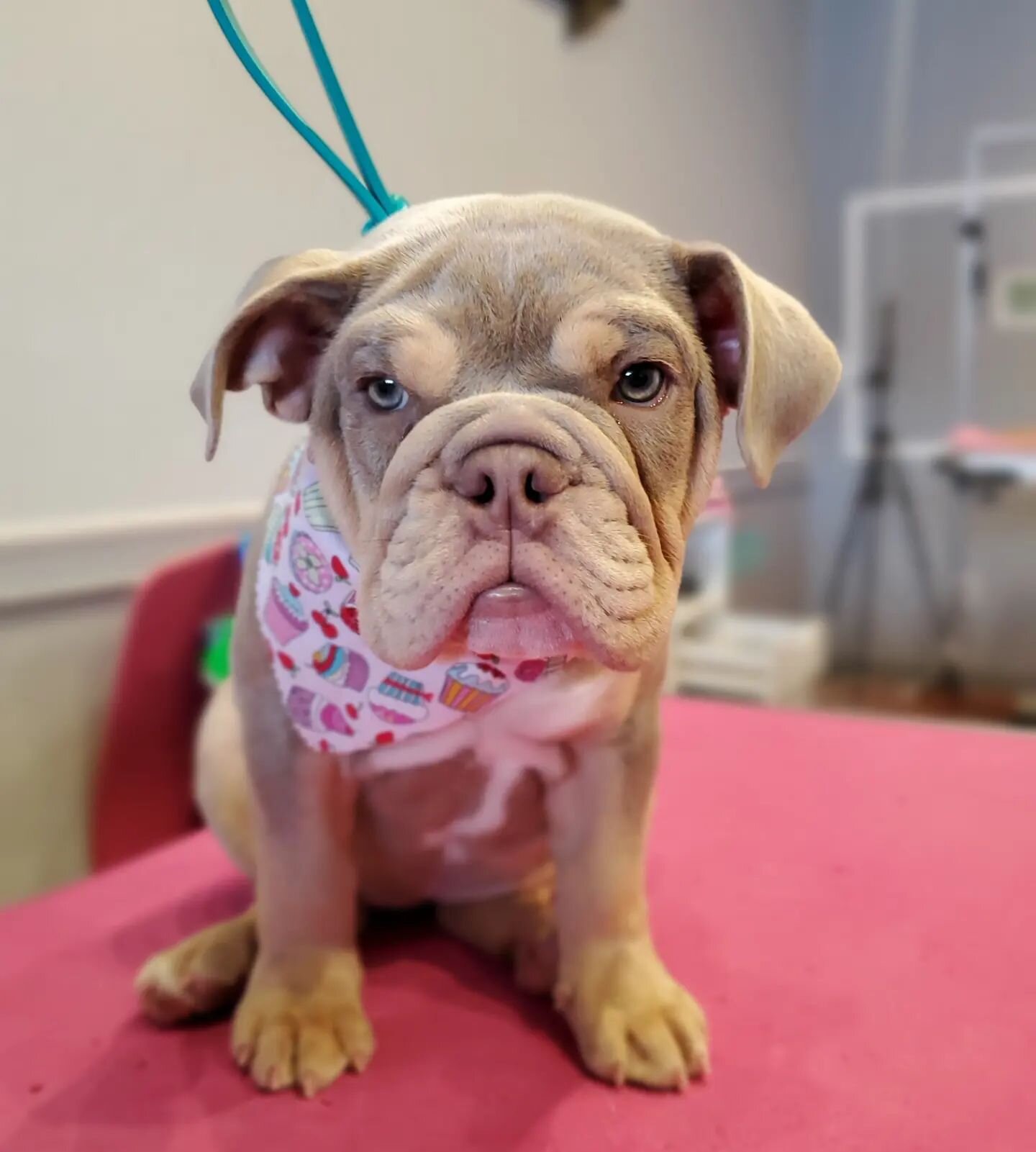 Mynka was so exhausted 💤 after her first bath that she had to take a little nap on the grooming table 😍

#englishbulldog #puppiesfirstbath #stayfoxy #everypupshouldbealittlefoxier #foxydogs #foxydogsmpls