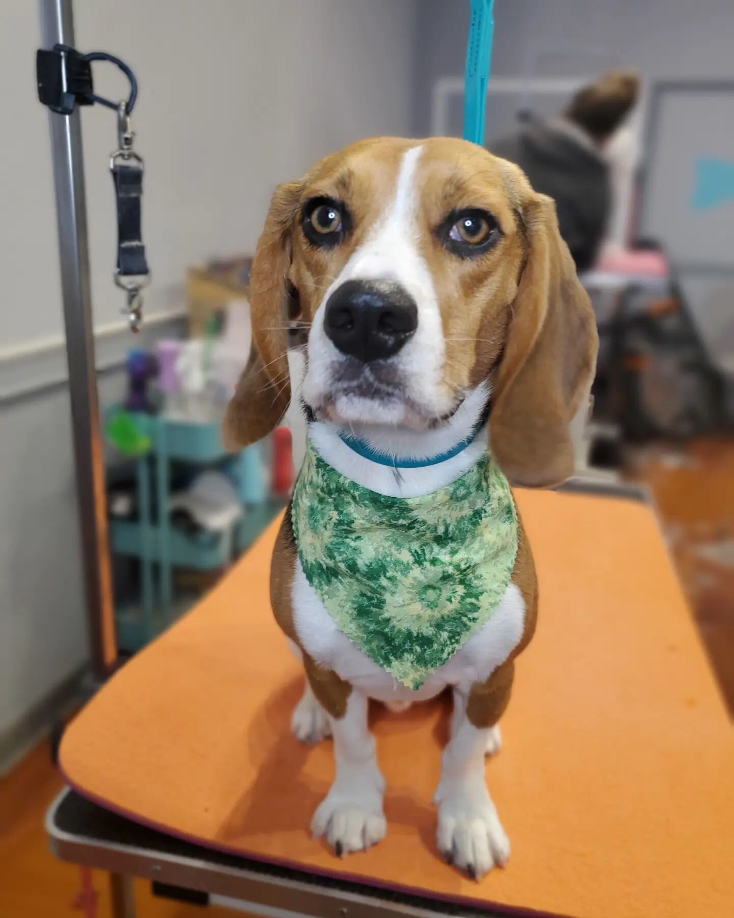 Green with envy over those eyes 😍

#beagle #everypupshouldbealittlefoxier #stayfoxy #foxydogs #foxydogsmpls