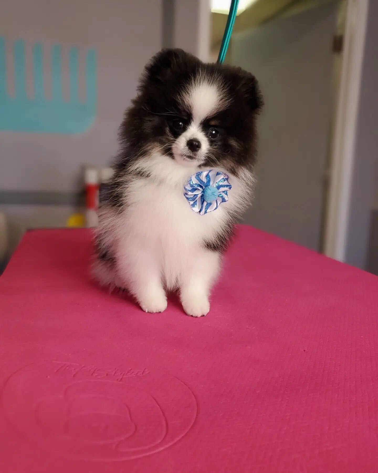 This little baby came into the salon and stole all of our hearts!! 😍💓

#pomeranian #loveatfirstsight #puppiesfirstgroom #dogsinsunglasses #fluffypup #everypupshouldbealittlefoxier #stayfoxy #foxydogs #foxydogsmpls