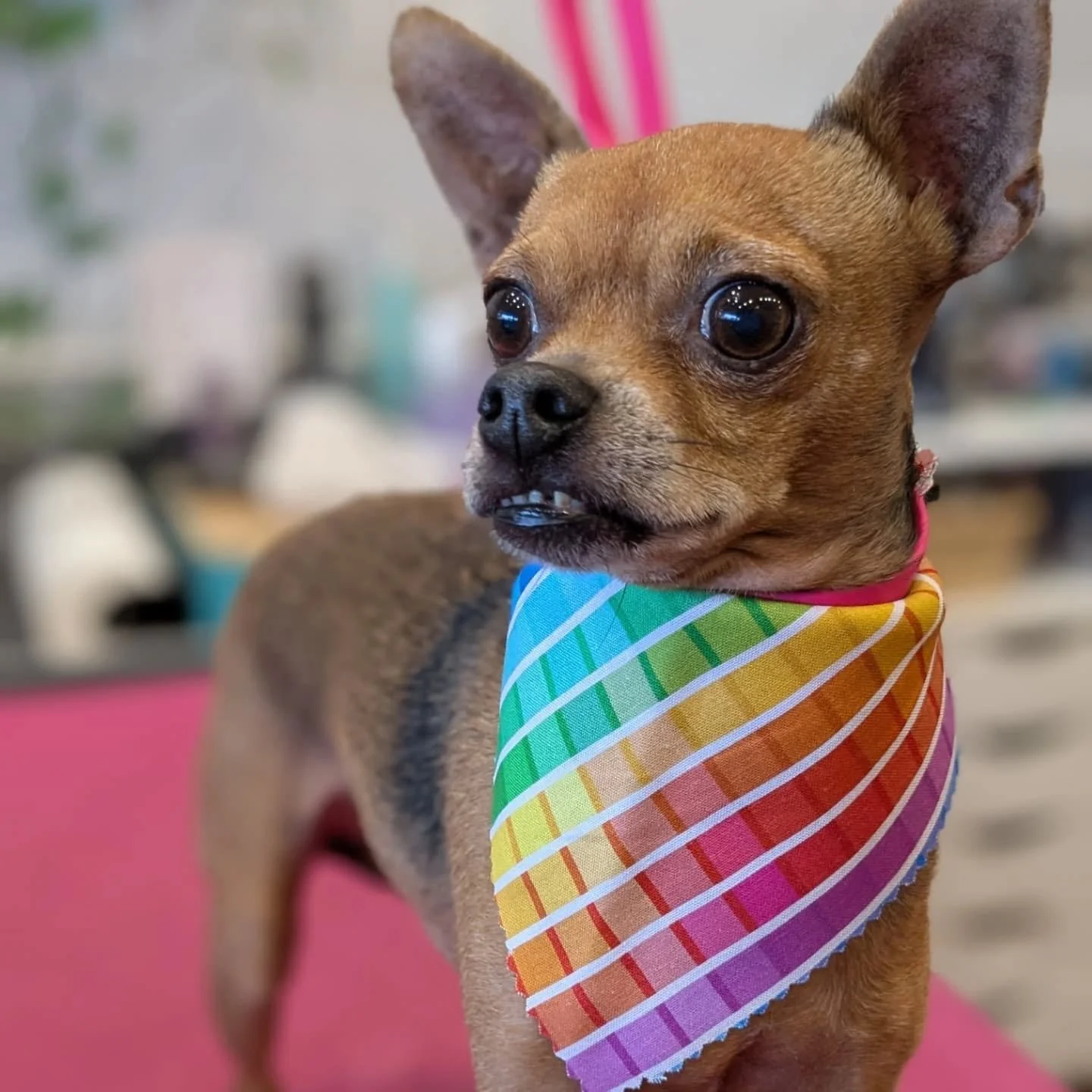 ❤️🧡💛Happy Pride!!💚💙💜
#foxydogsmpls #stayfoxy #everypupshouldbealittlefoxier #pridemonth #pride2025