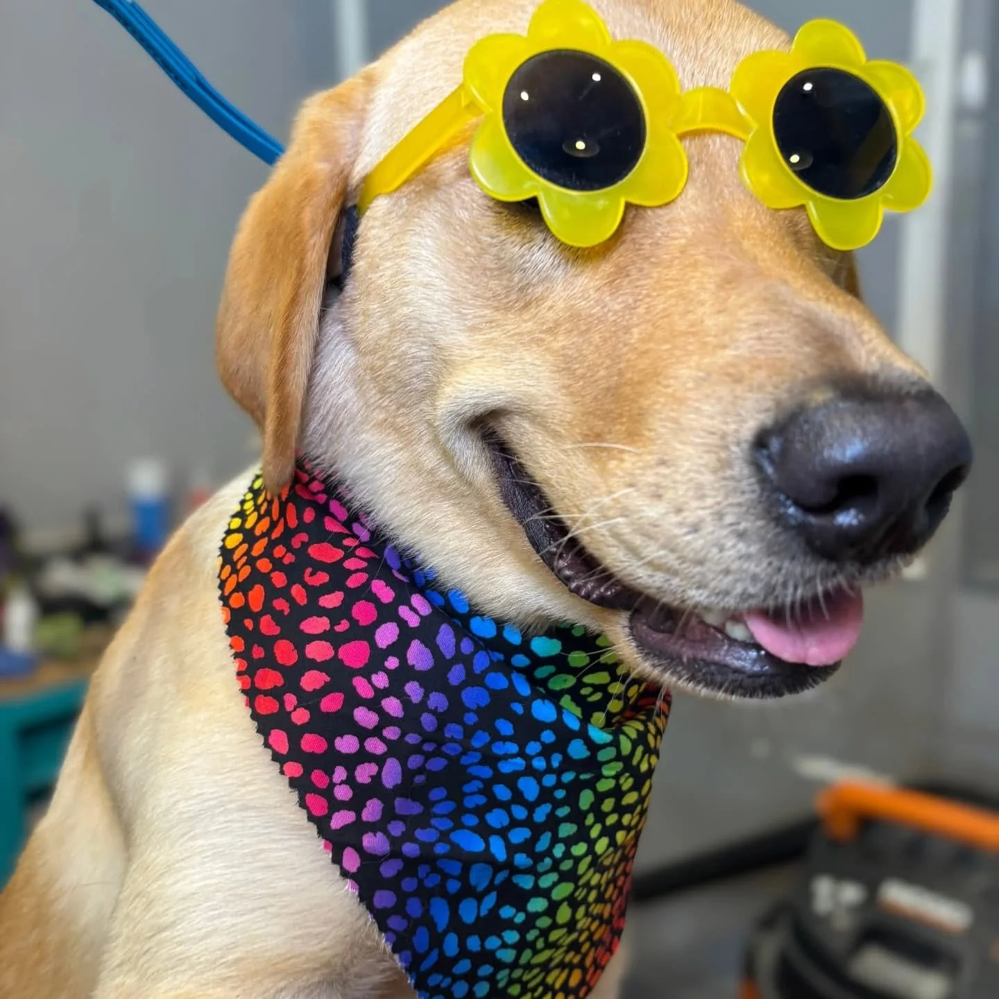 Attention: Foxy Dogs will be closed Friday July 4th and Saturday the 5th so our staff can enjoy a little summer break! Hope everyone has a safe and sunny weekend! 🌞 
#foxydogsmpls #everypupshouldbealittlefoxier #stayfoxy #summer