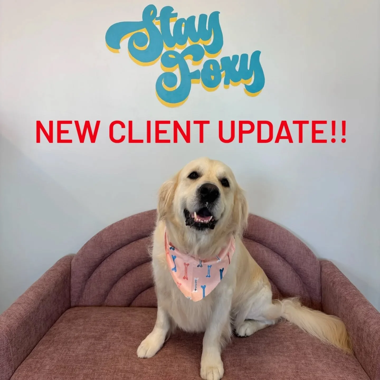 🚨NEW CLIENT UPDATE🚨
We have opened our books to new clients!! Give us a call at 612-824-3699 to get on the schedule!! We can't wait to make your pups a little foxier! 🦊 
#foxydogsmpls #everypupshouldbealittlefoxier