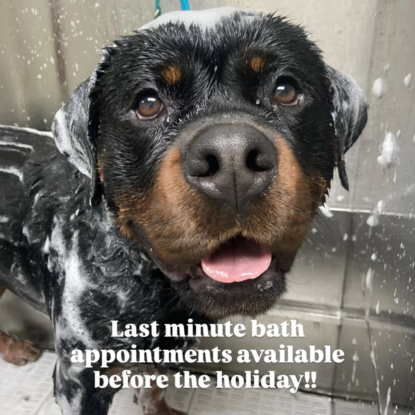 🚨 Attention!! We have bath appointments available before the holiday! Give us a call at 612-824-3699 for availability!! 🐾