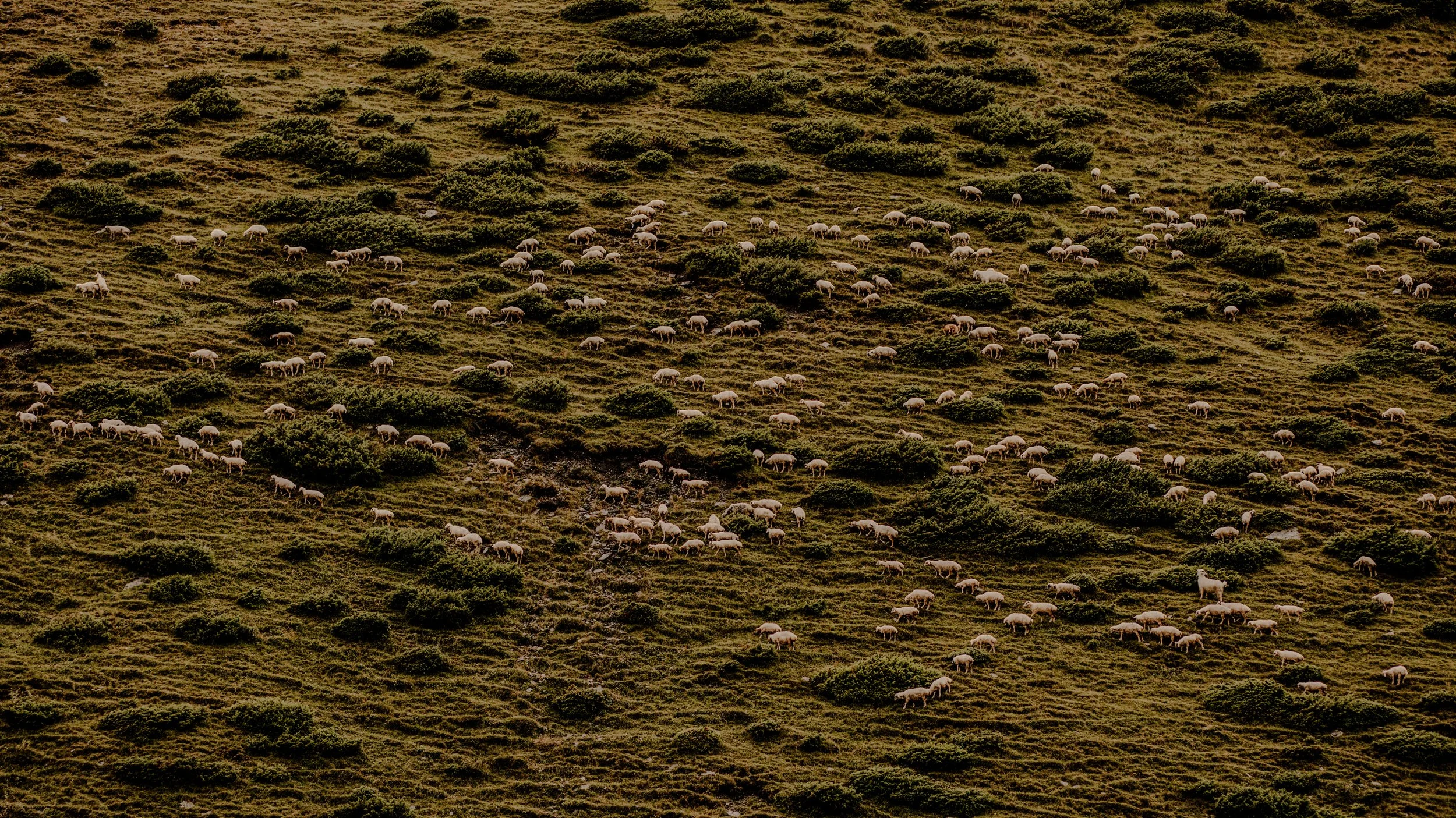 Sheep on the top of the Abano Pass, about 2,600 meters above the sea level. Tusheti, 2020.