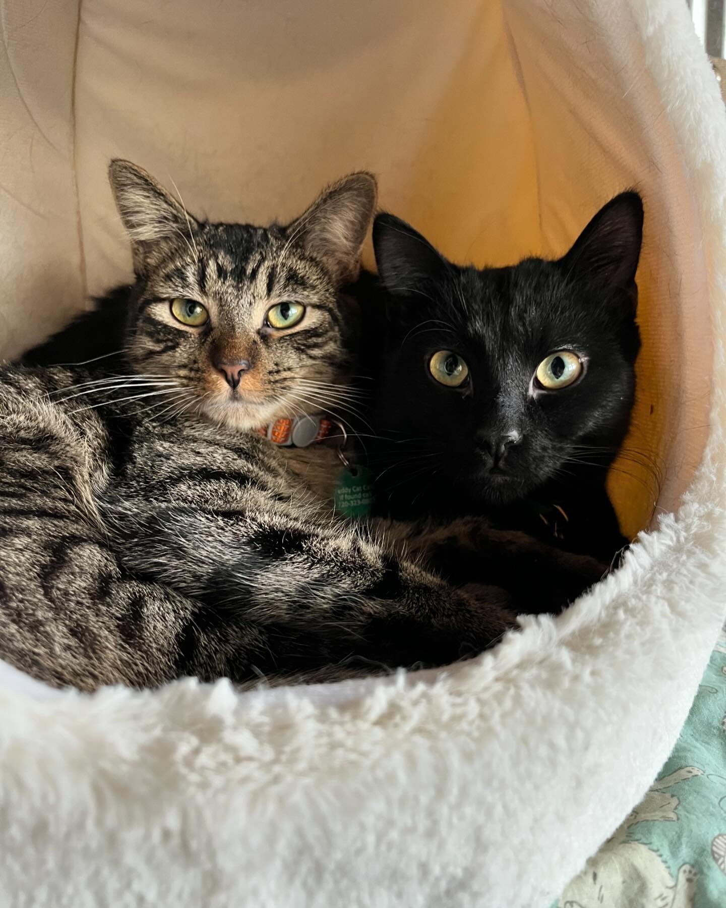 Pokey and Midnight got adopted! We&rsquo;re not sure if we&rsquo;ve ever had a more bonded pair. ❤️❤️ They would snuggle every moment they could morning, noon, or night. The friendliest kitties to all cats and staff. We adore them! They join a loving