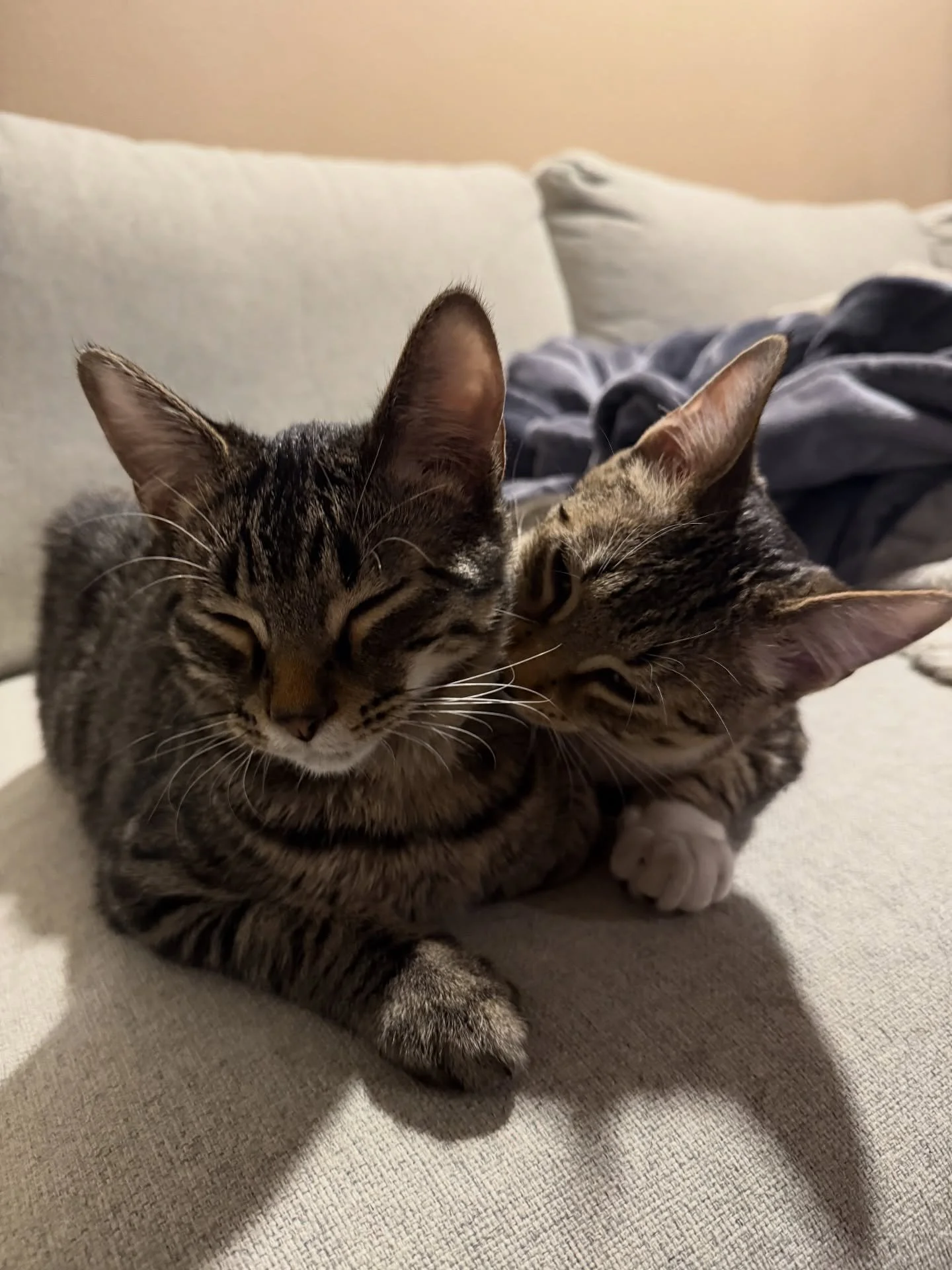 Buckaroo + Charro went home! No surprise here they were adopted quickly! Their new moms were obsessed day 1 and they get to have several kitty siblings! 🐱 Never a dull day with these two! Happy tails boys! Adoption #329 and #330 #teddycatcafe #denve