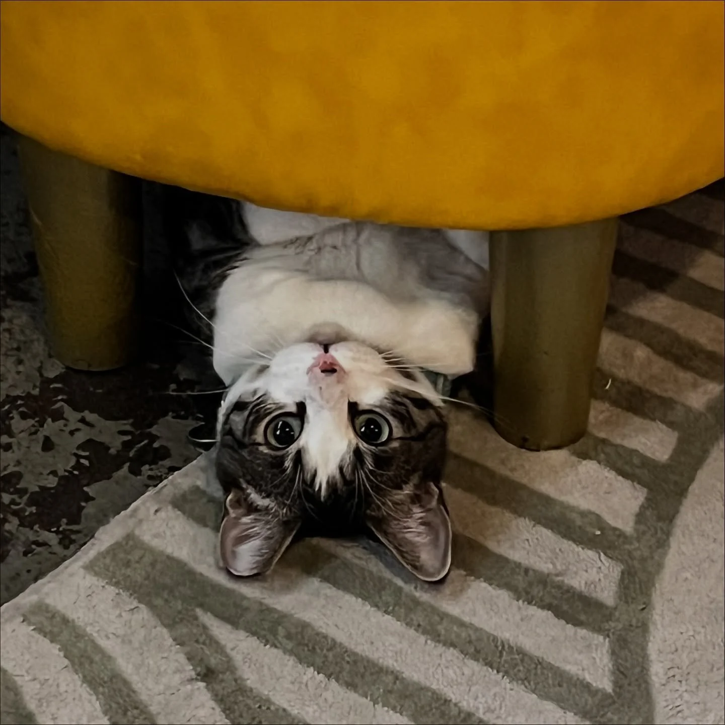 Wilson got adopted!! He is the most cat friendly cat around. He’ll boop a cats face within seconds of meeting. He loved to play and snooze at the cafe. Greeted us with flops every morning ☀️ He has a new kitty brother we’re so excited for