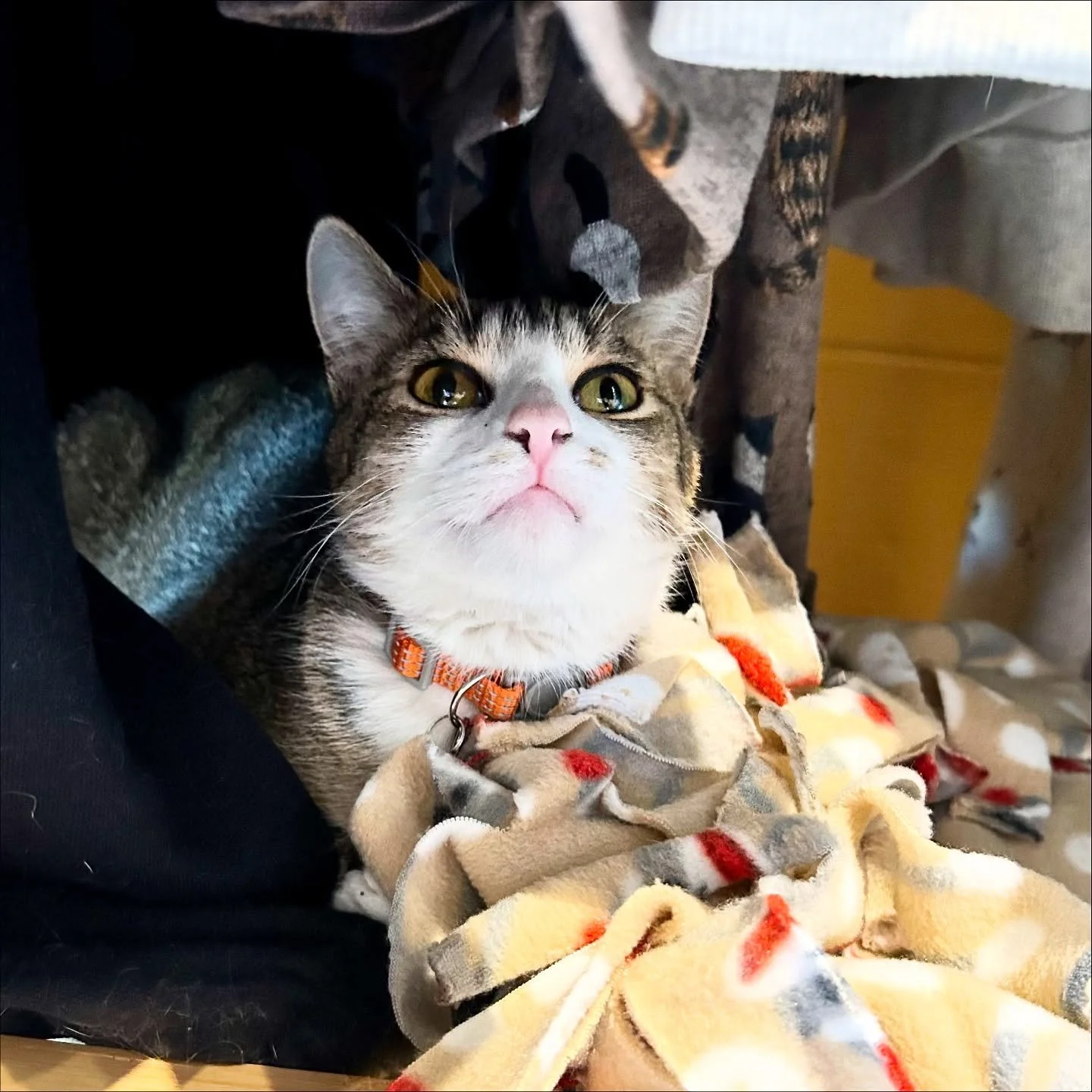 Lia got adopted! From teen mom in Texas to the cafe and ultimately into a new home and family! We couldn&rsquo;t be happier! Lia was pure light and fun and we hope she enjoys being spoiled in her new home. Happy tails baby girl! 💕Adoption #337 #tedd