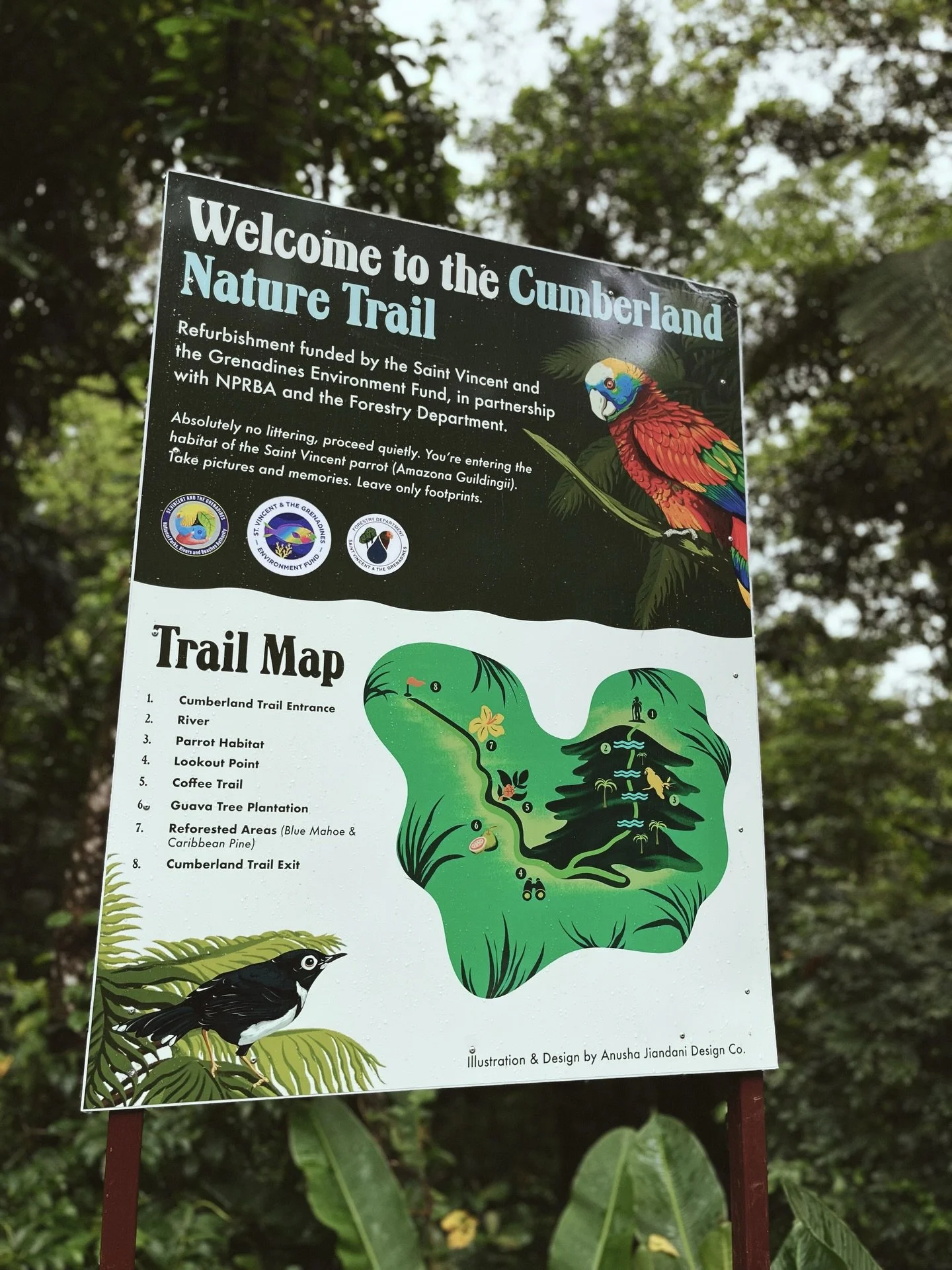 I think often about the little girl who carried a quiet, reverent curiosity for the natural world. The one who would crouch beside bush anole lizards and frangipani caterpillars as if they were old friends, who watched iguanas sunning on stone walls,