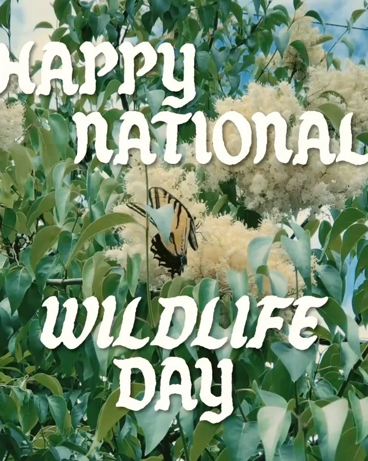 This was an emotional post for me to make. 

Growing up, Steve Irwin was one of the people who made me believe that loving wildlife could be a life, not just an interest. I watched him get wildly excited about crocodiles, snakes, spiders, and every s