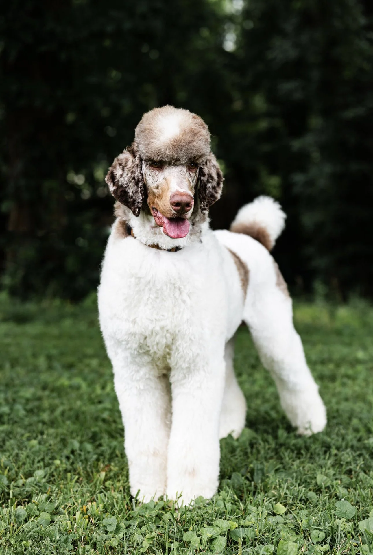 Introducing Kopa