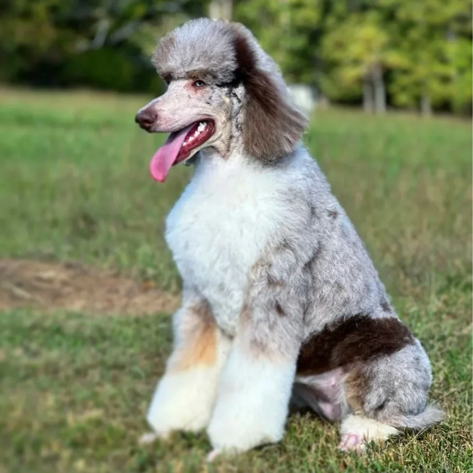 Introducing Maggie