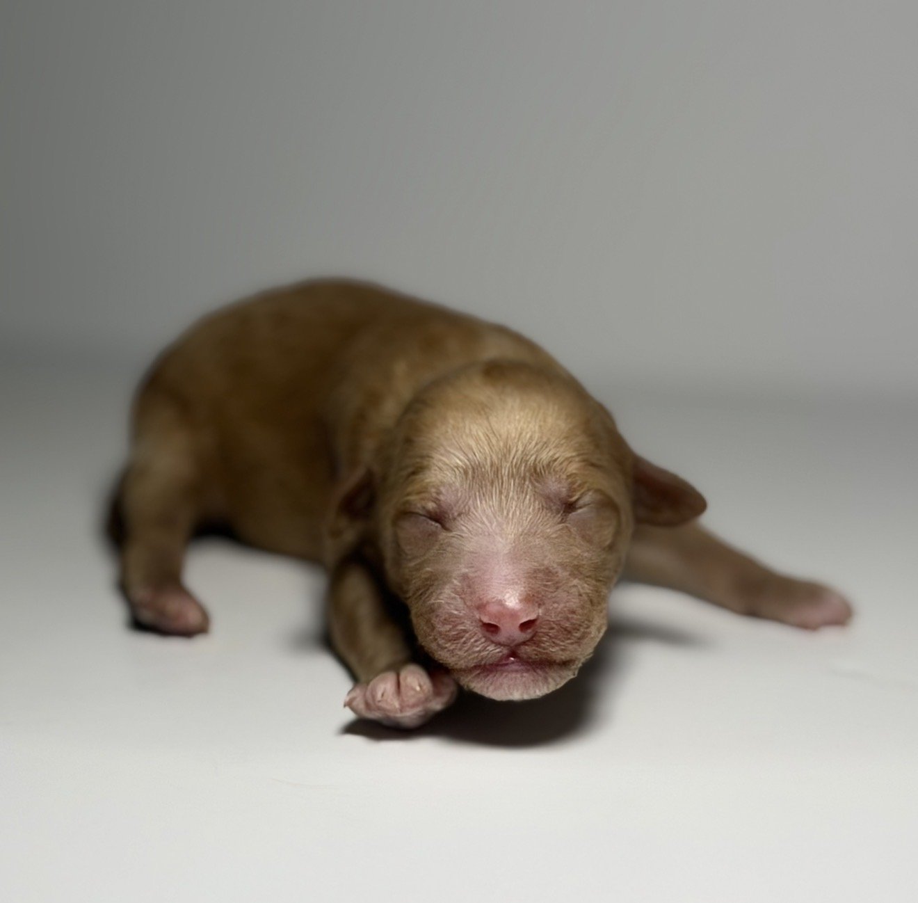 Tala