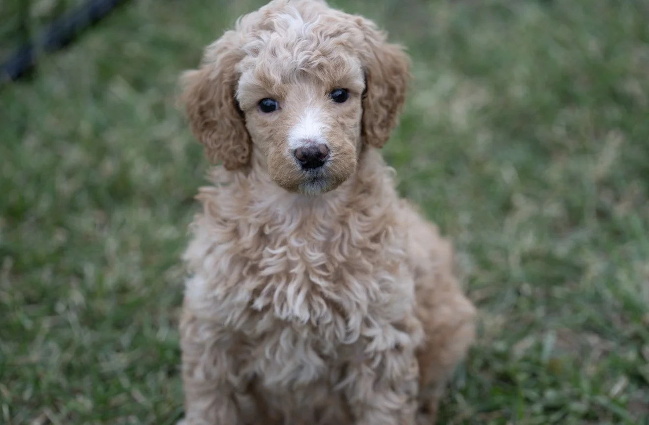 Jinx (Reserved)