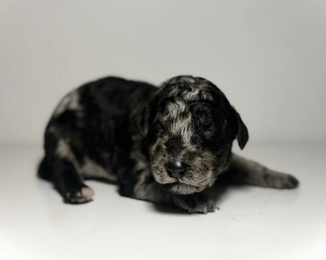 Mila (Reserved)