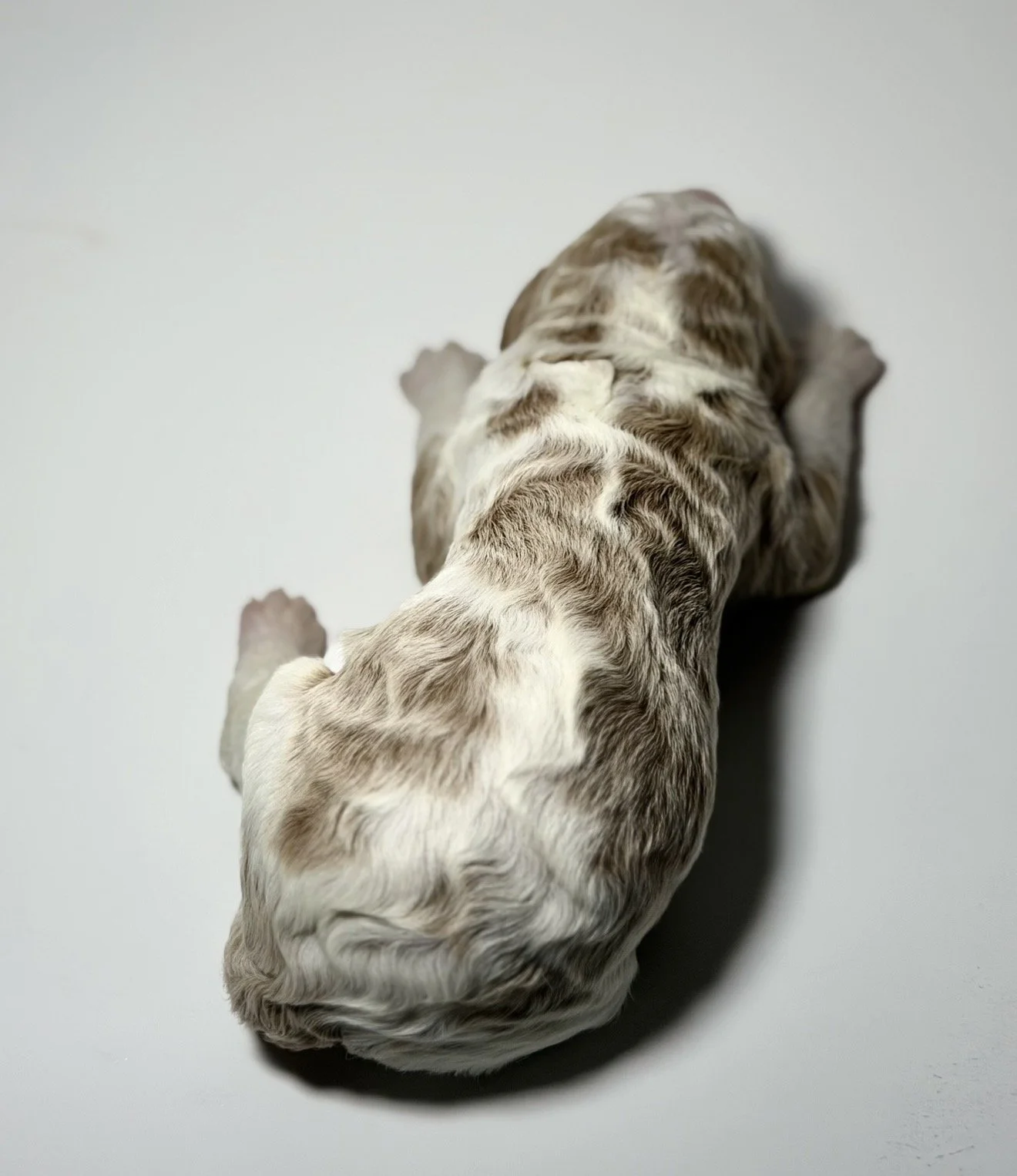 IMG_3316.jpeg
