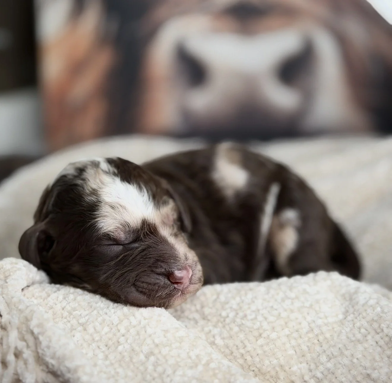 Dravenna (Dark Pink)