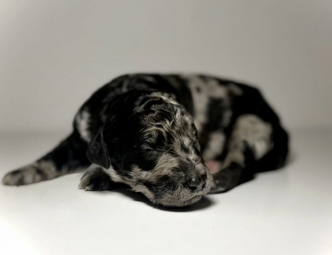 Katya (Reserved)