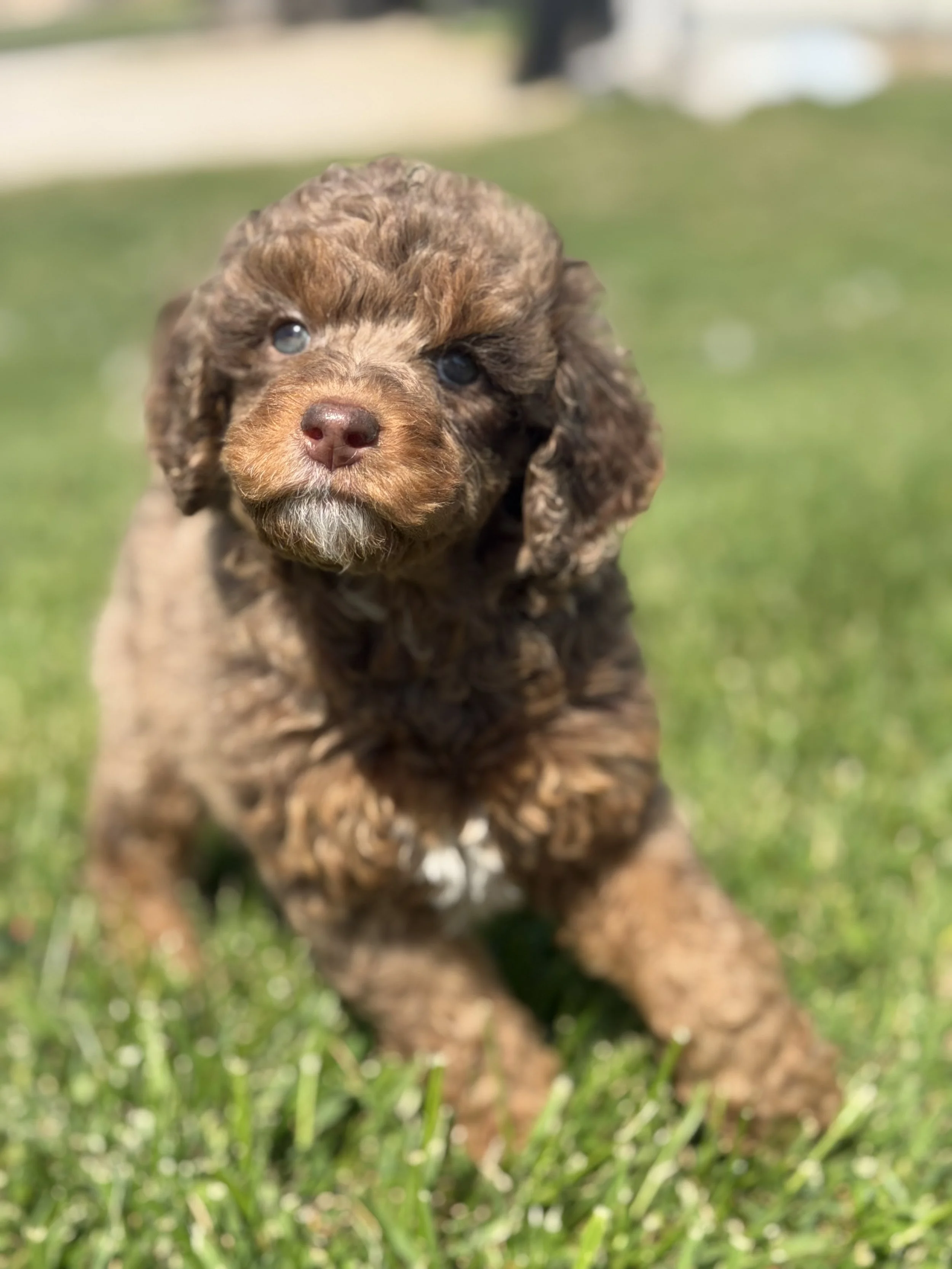 pup