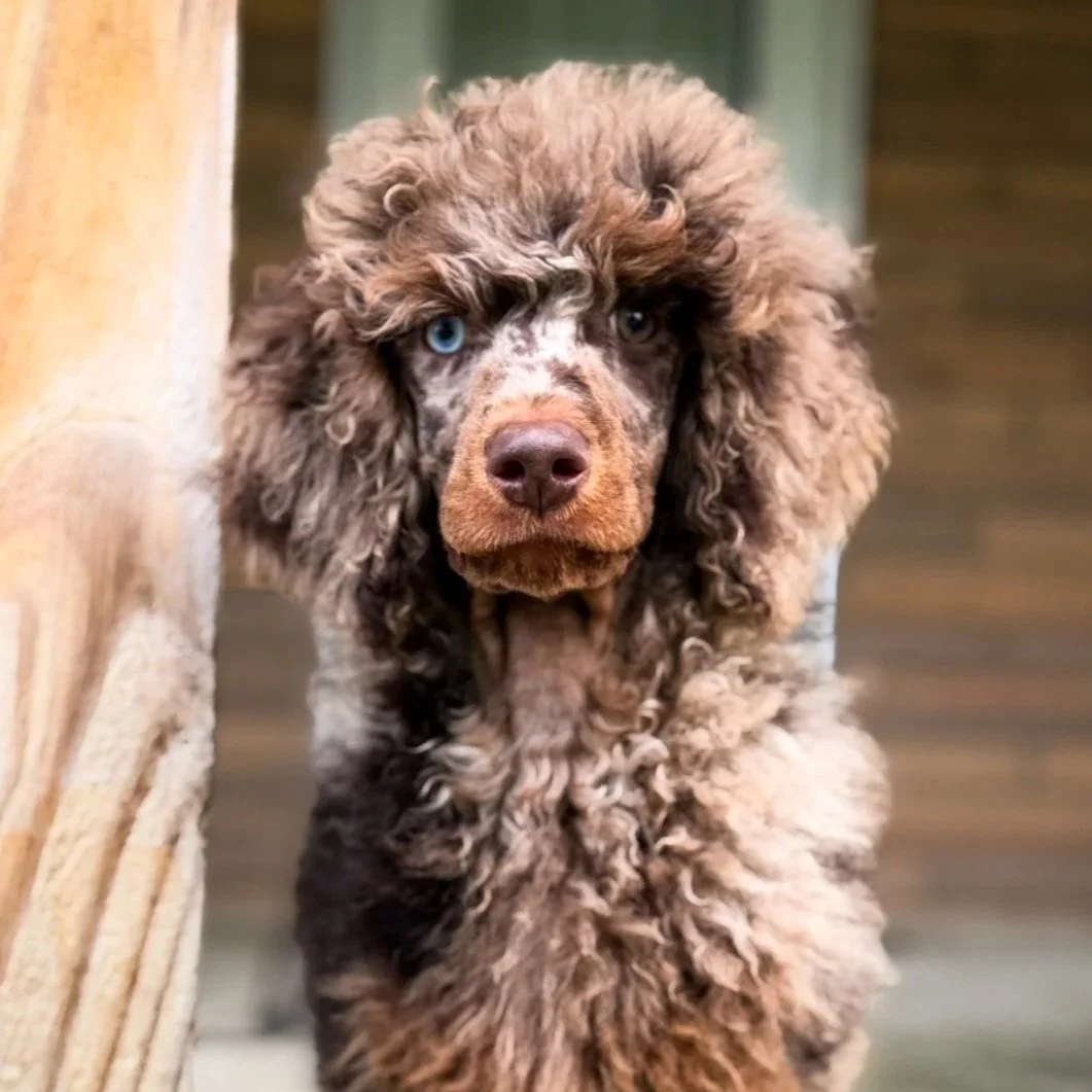 Pet Home Contract