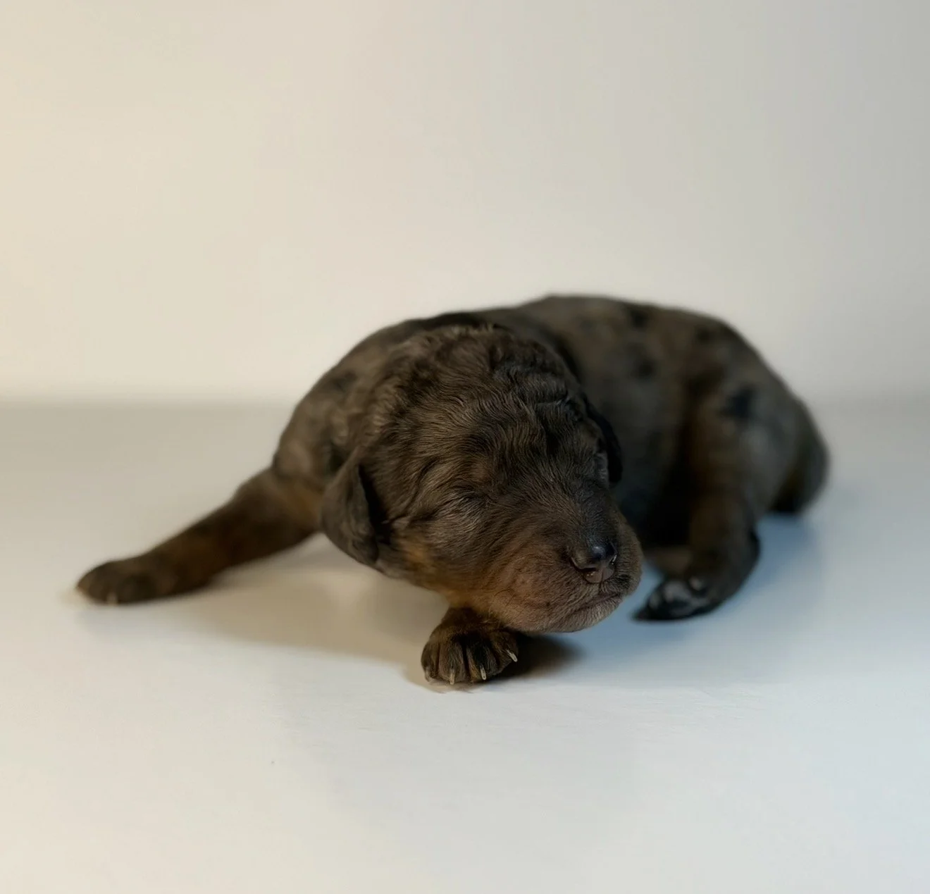 Magomed (Reserved)