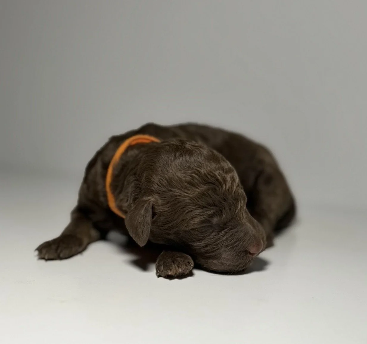 Zaur (Reserved)