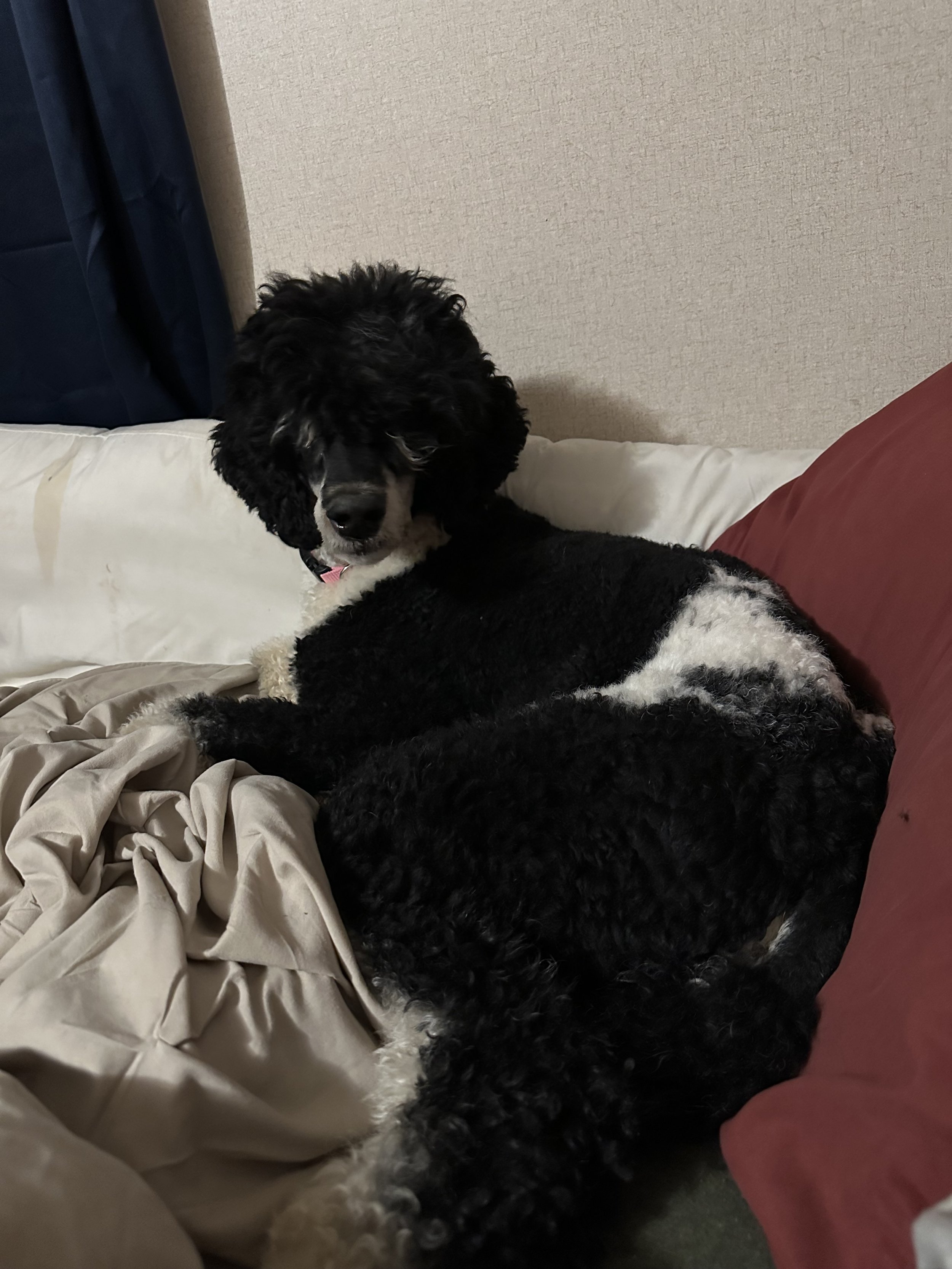 IMG_8309.jpeg
