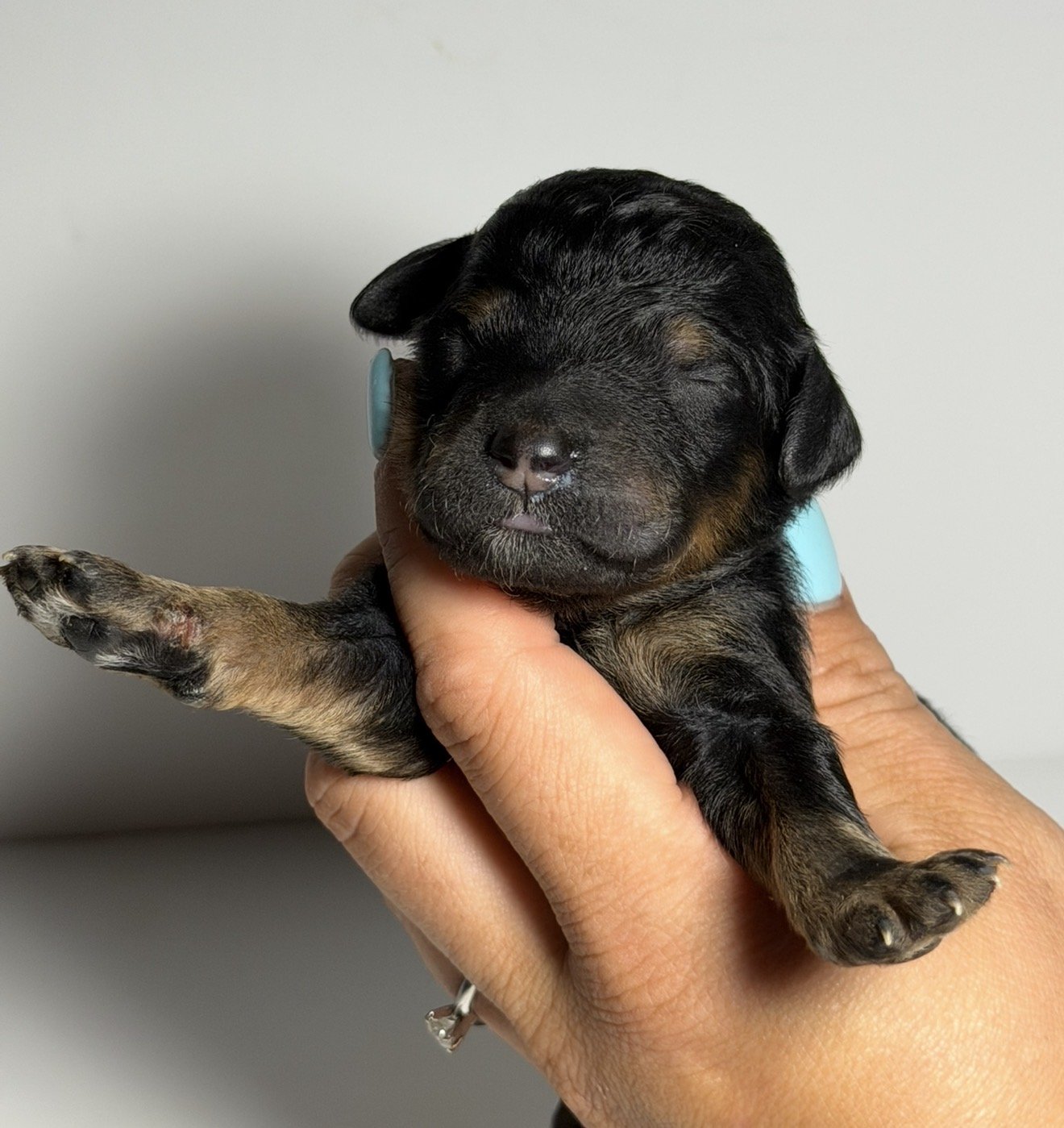 Murad (Reserved)