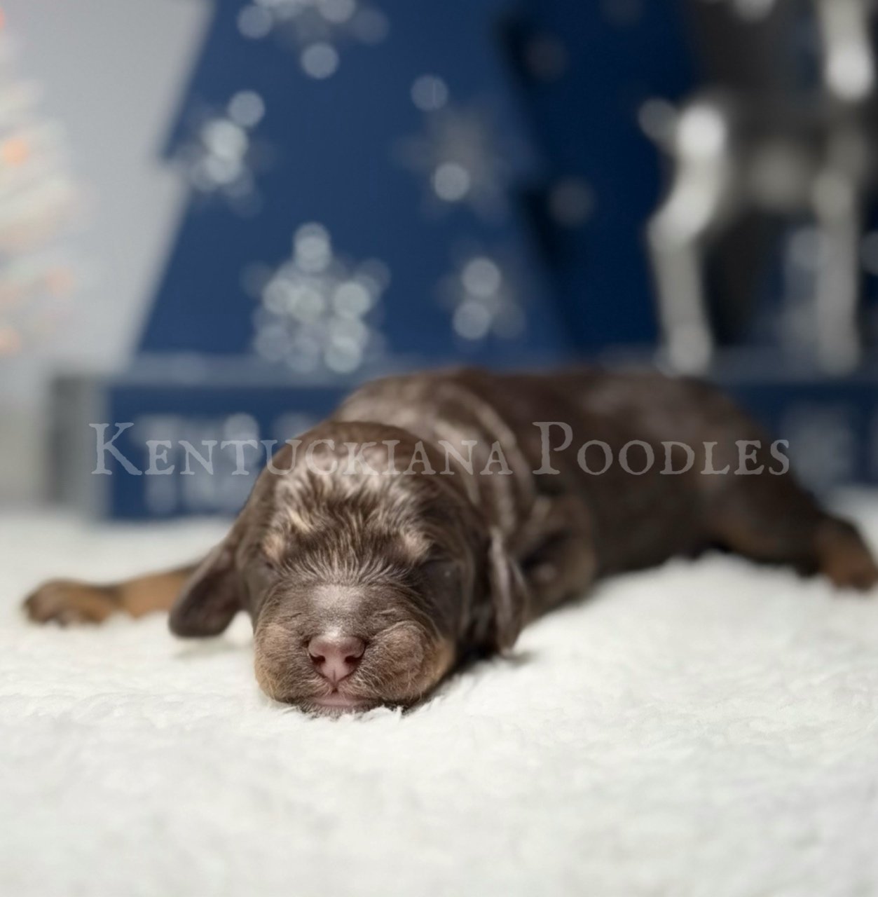 Turquoise (Reserved)