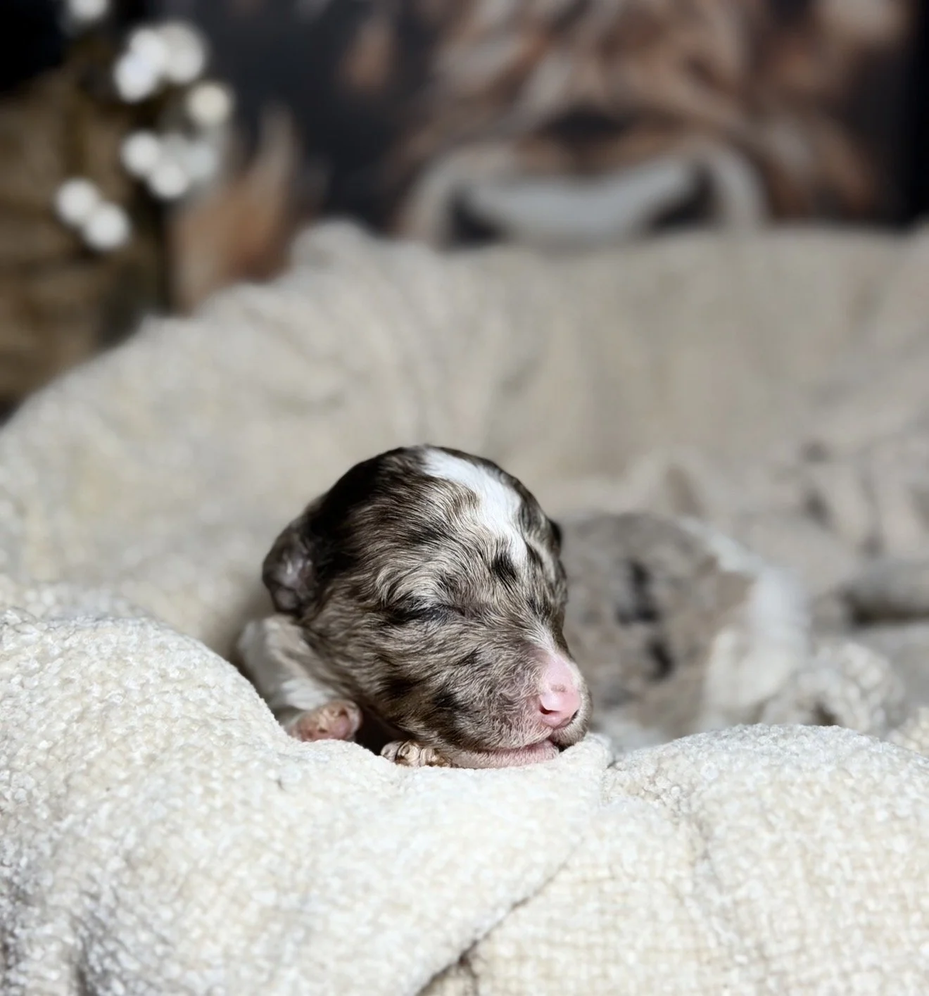 Wander (Yellow Collar Female)