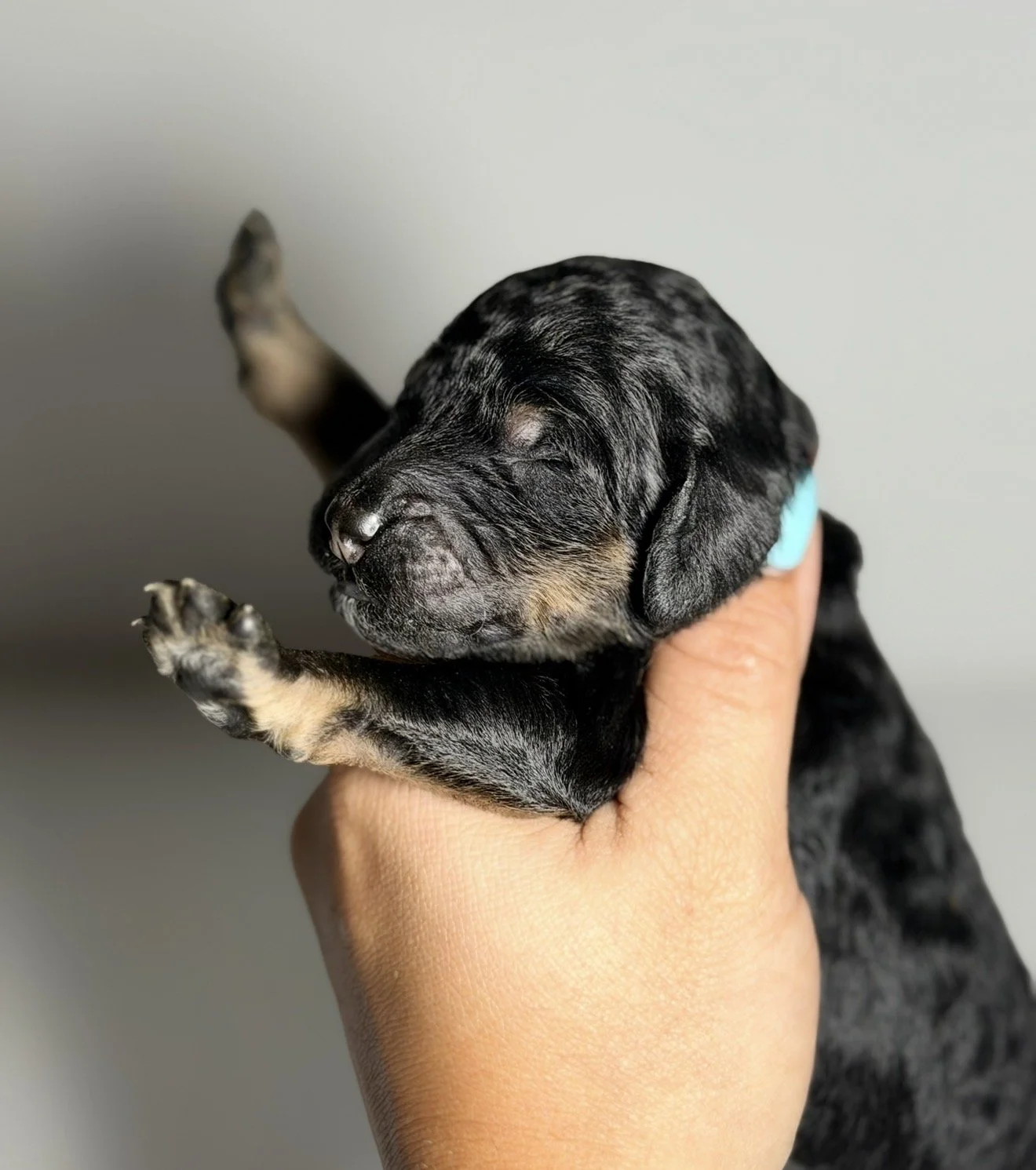 Kion (Reserved)