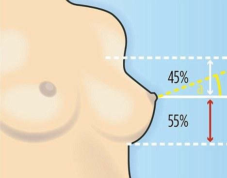 De perfecte borst als een 45 vs 55 verhouding, een naar boven gerichte tepel, een rechte of holle bovenpool en een bolle onderpool met strakke borstplooi.