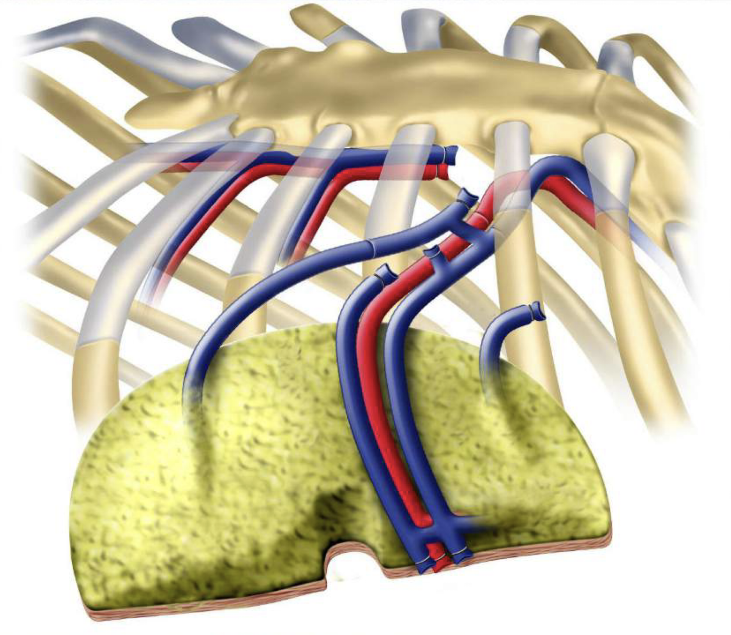 De bloedvaten van de weefselflap zijn verbonden met vaten in uw borstkas, zodat het bloed in en uit de flap kan stromen.