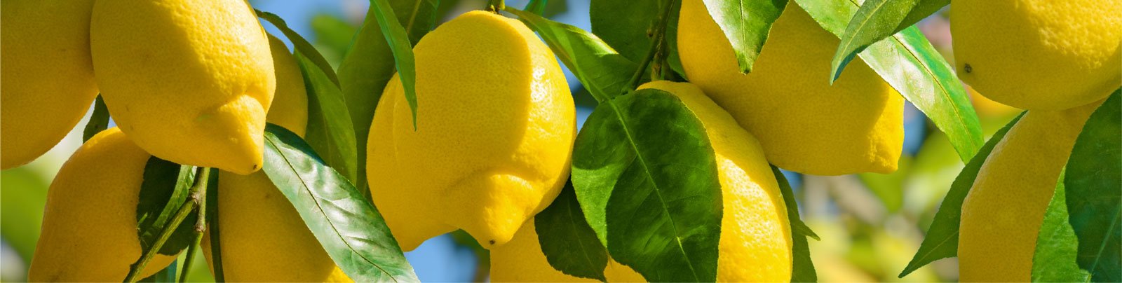 metapwr-gum-ingredient-lemon.jpg