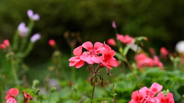 Geraniums - Beautiful in So Many Ways