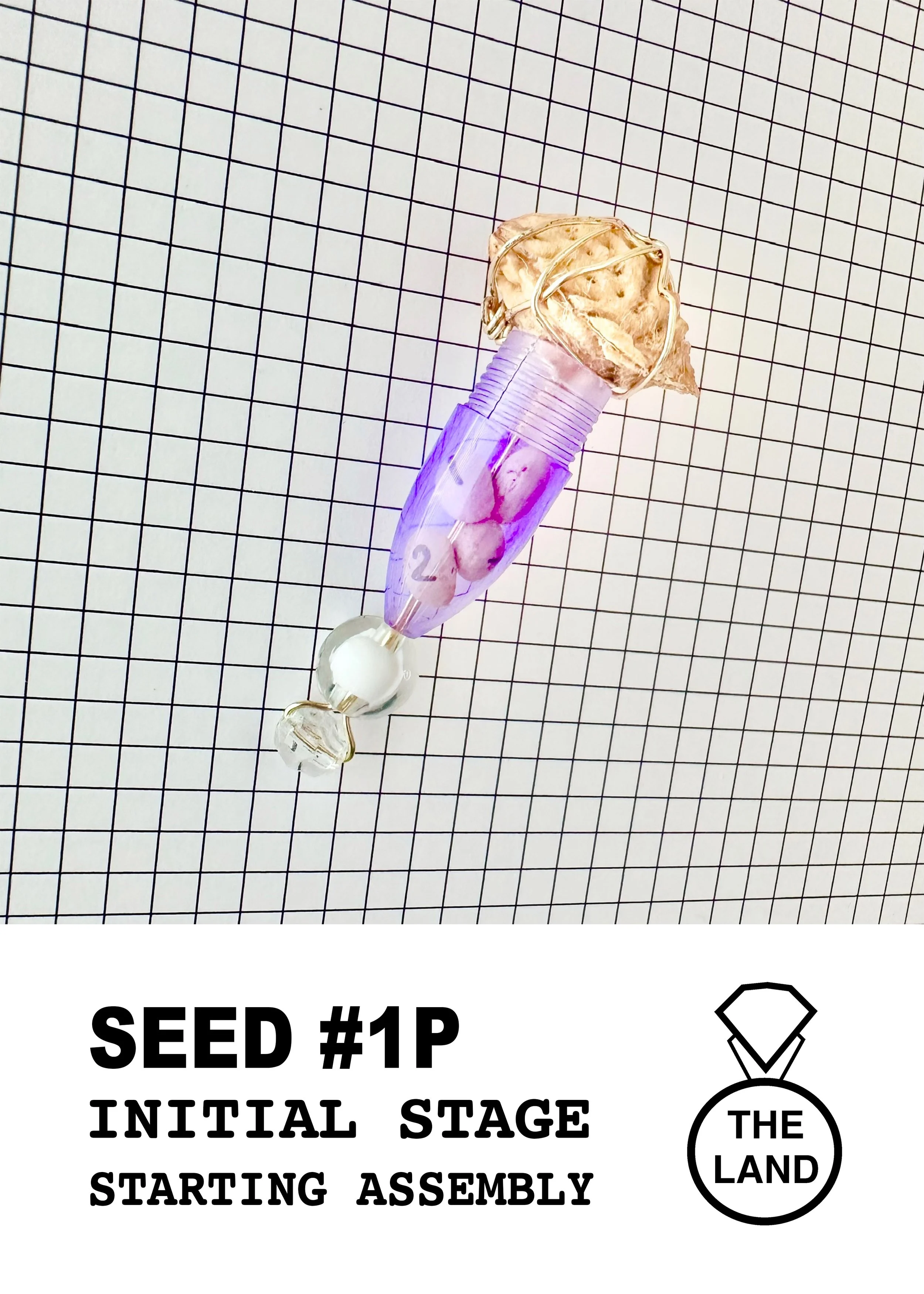 SEED#1-INITIAL-STAGE.jpg