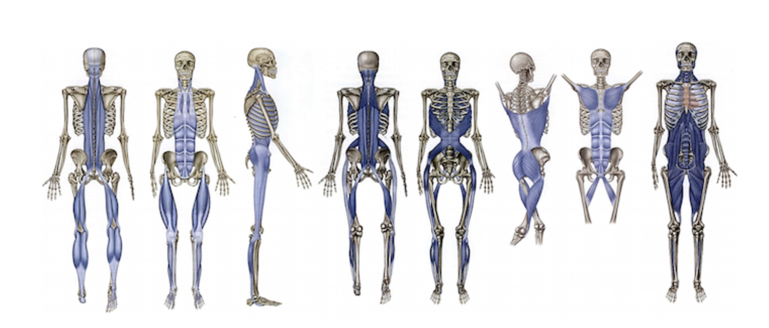 The Myofascial Web &amp; Complex Spines: Why Whole-Body Integration Wins