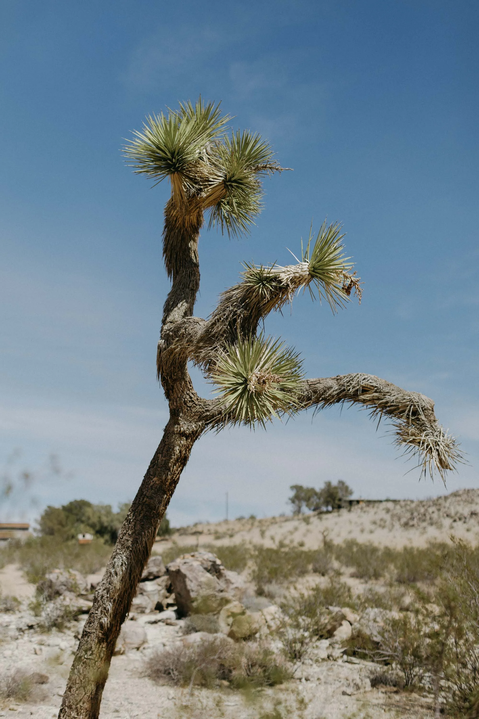 Morada Joshua Tree Wedding - Michelle Garibay Events Wedding Planning and Design 2 (1).jpg