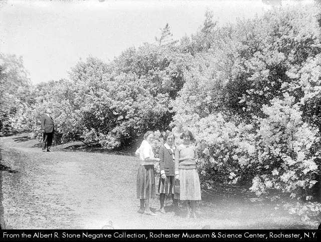 More Than a Festival: How Lilacs, Landscape, and Community Shaped a Rochester Tradition