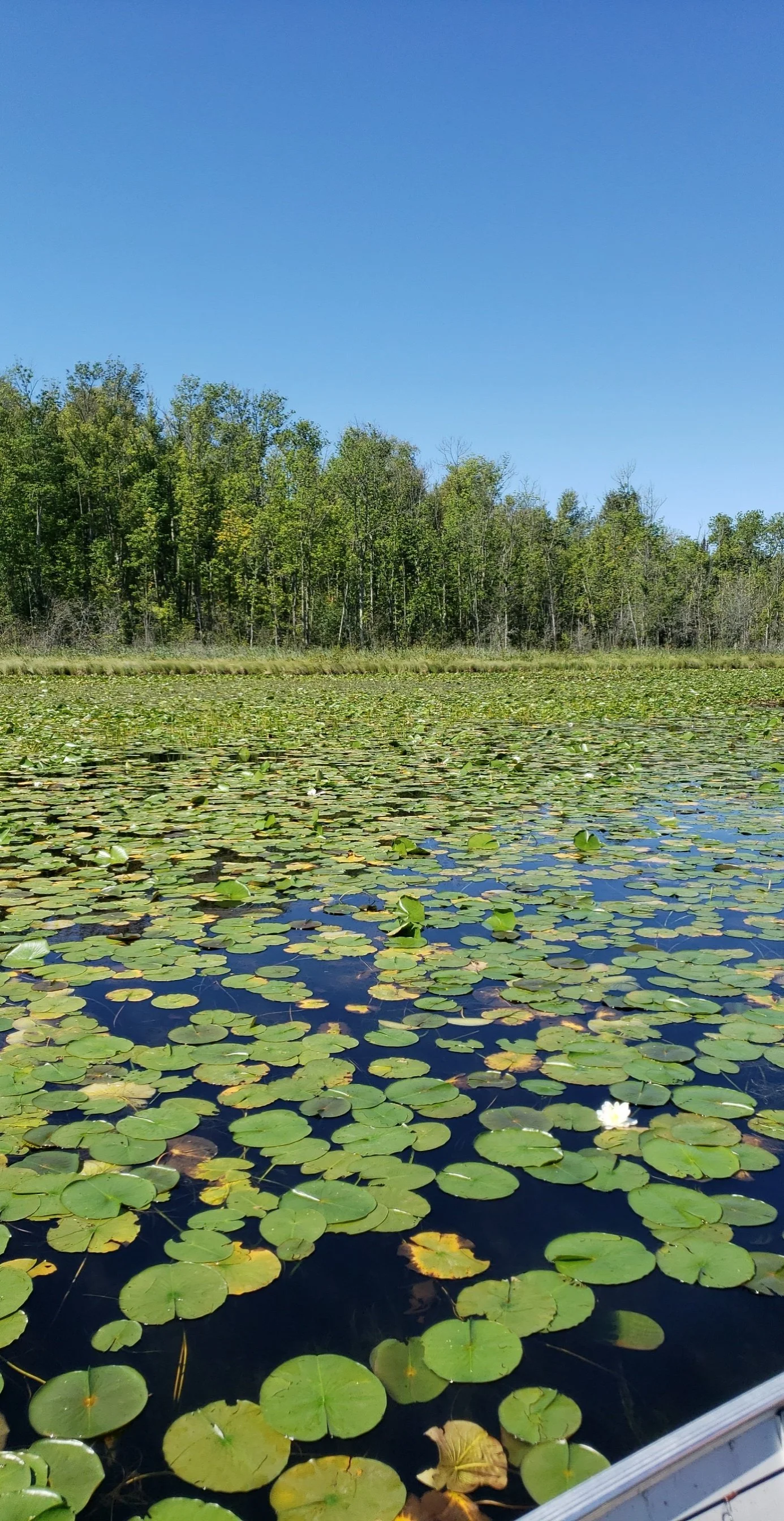 Lilly Pad.jpg