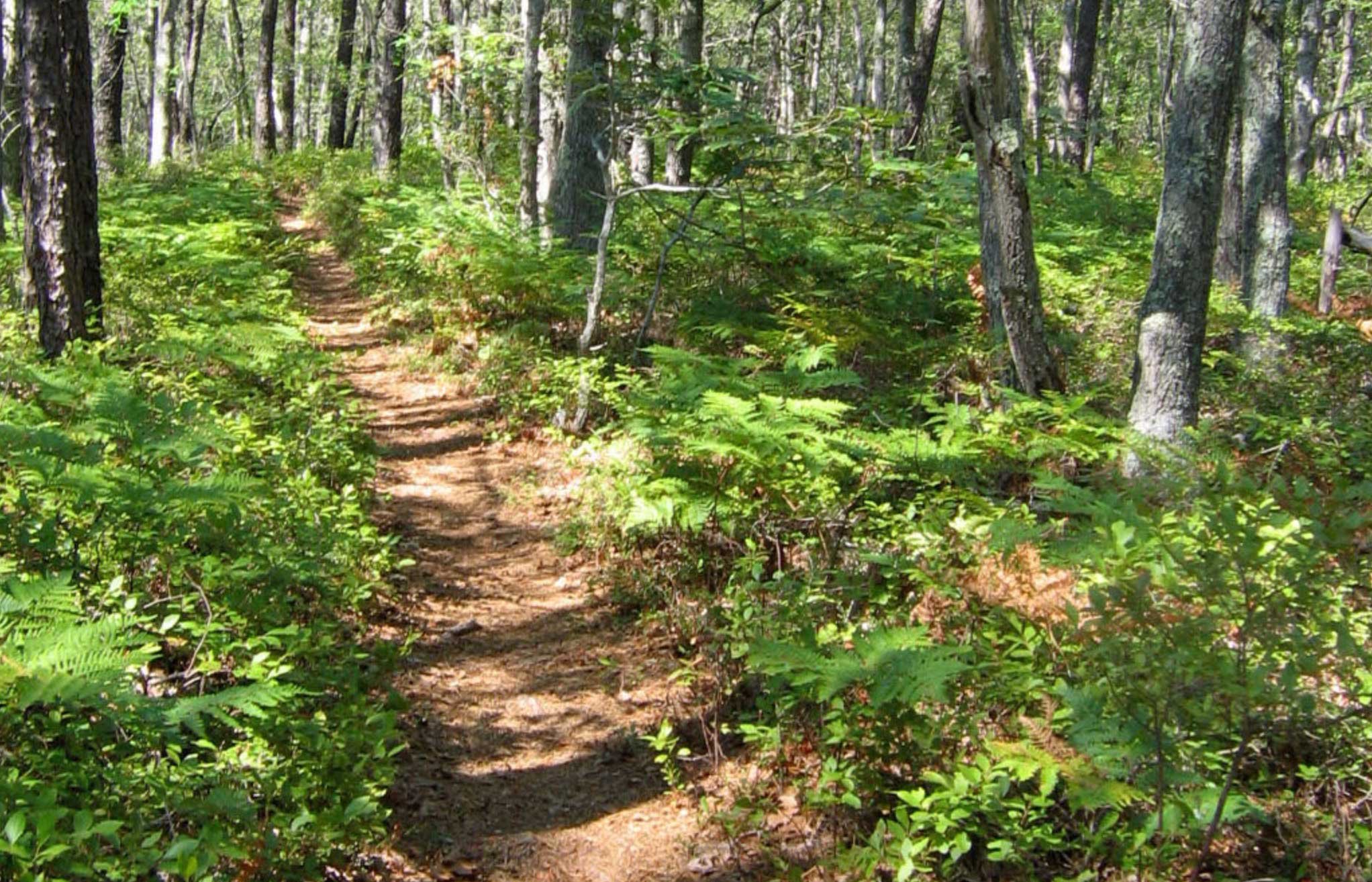 Cedar-Tree-Neck_3.jpg