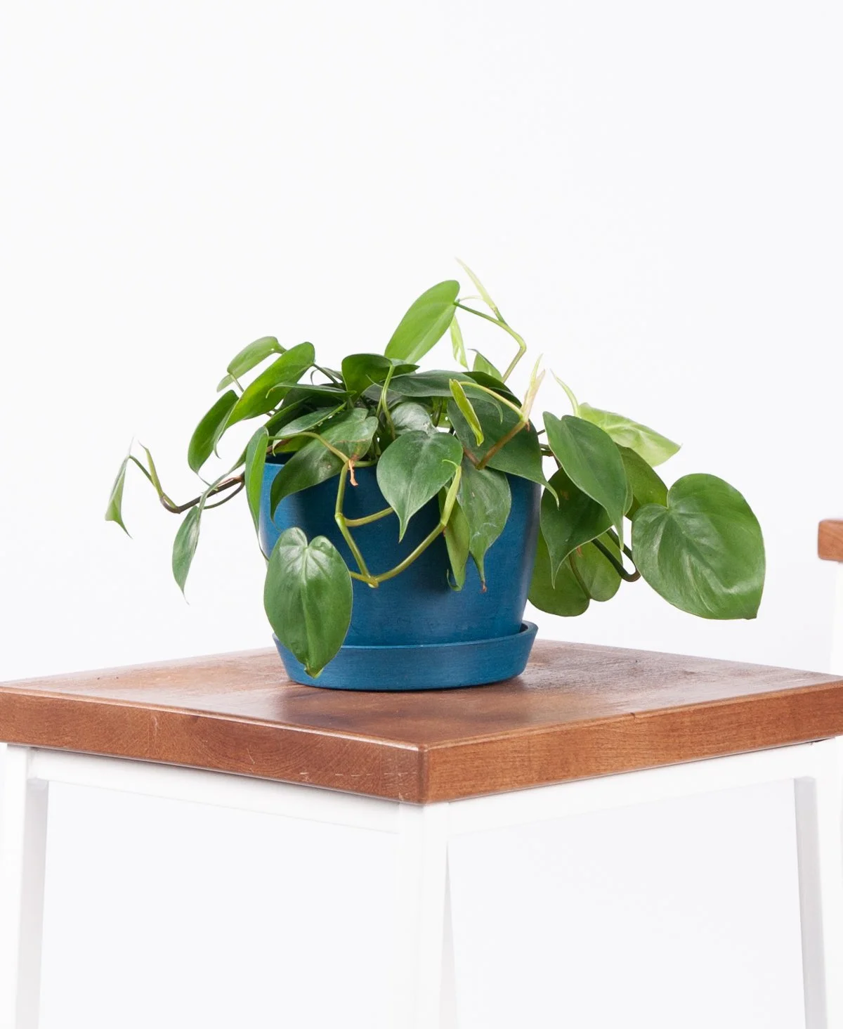 bloomscape_product_heartleaf-philodendron_indigo.jpg